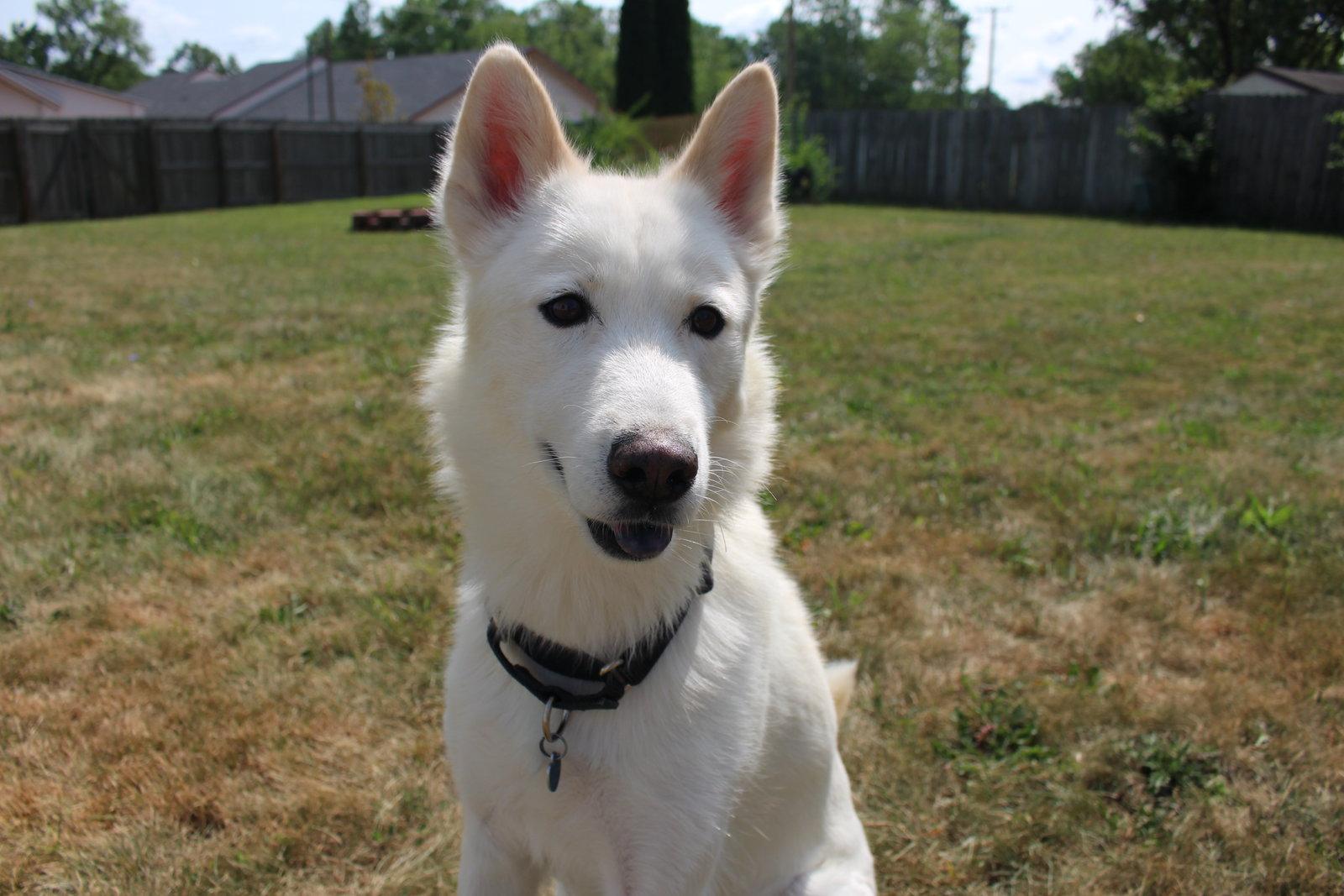 Triscuit, a Adoptable Siberian Husky in Livonia, MI image 2/3