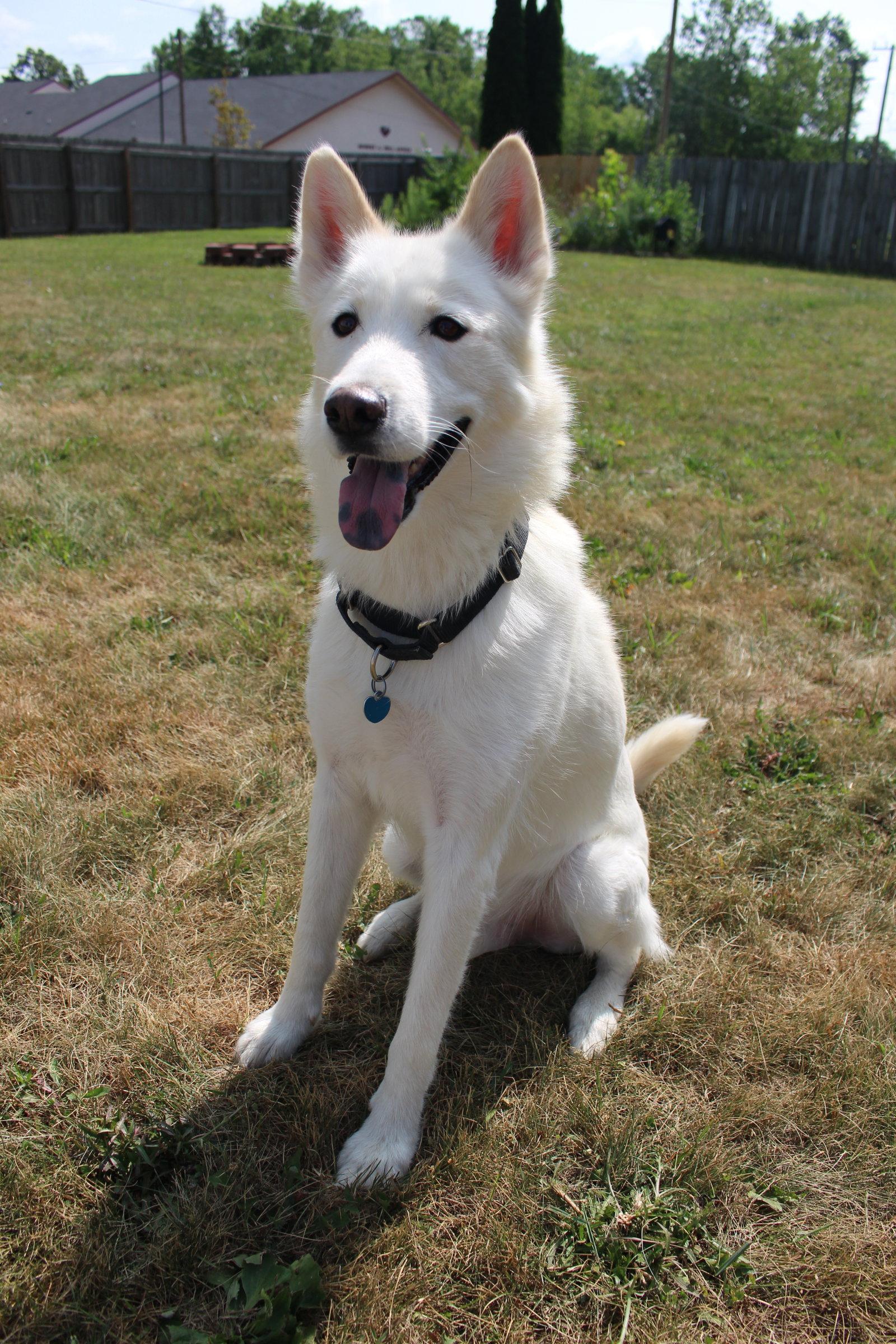 Triscuit, a Adoptable Siberian Husky in Livonia, MI image 3/3