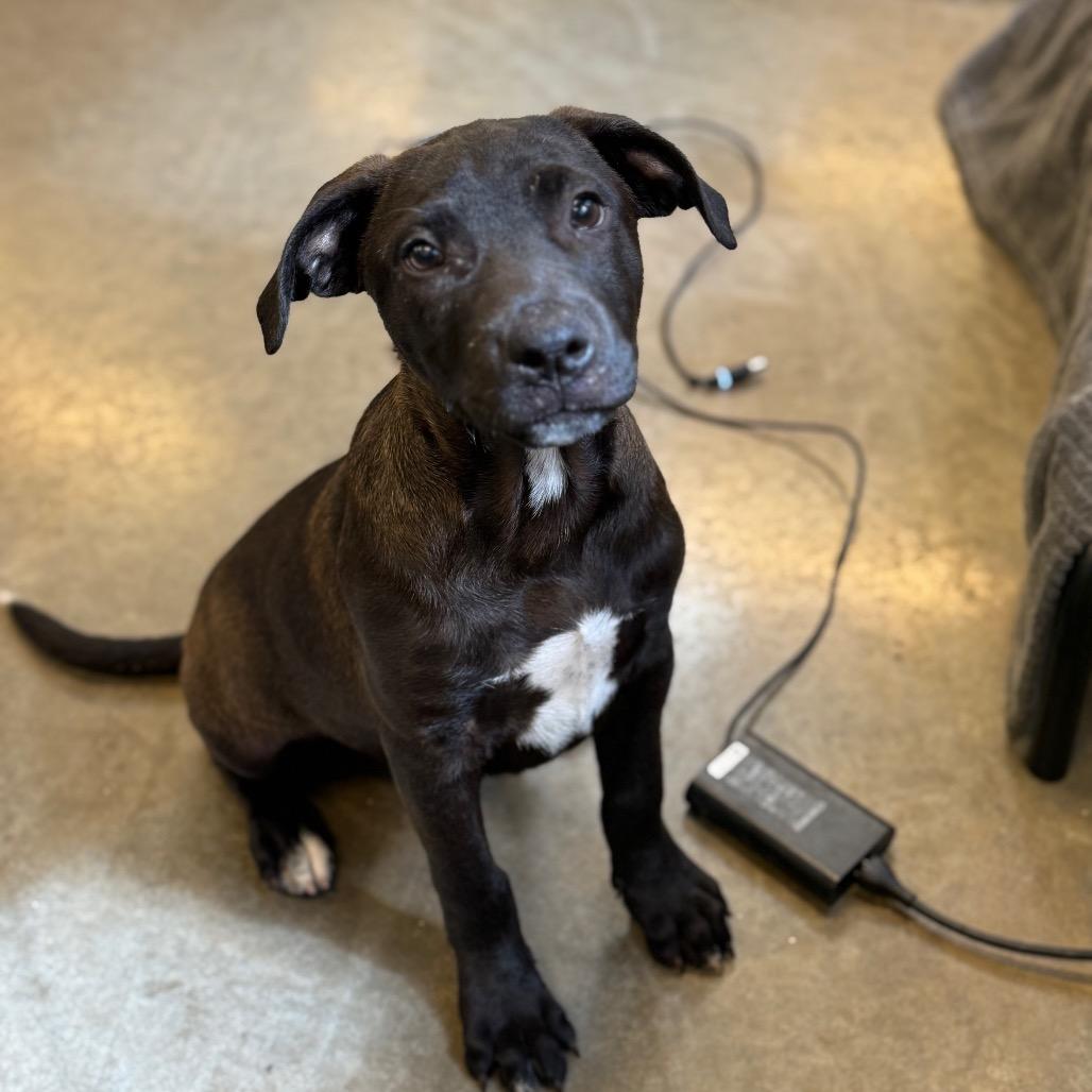 Reed, Adoptable, Puppy Male Mixed Breed.