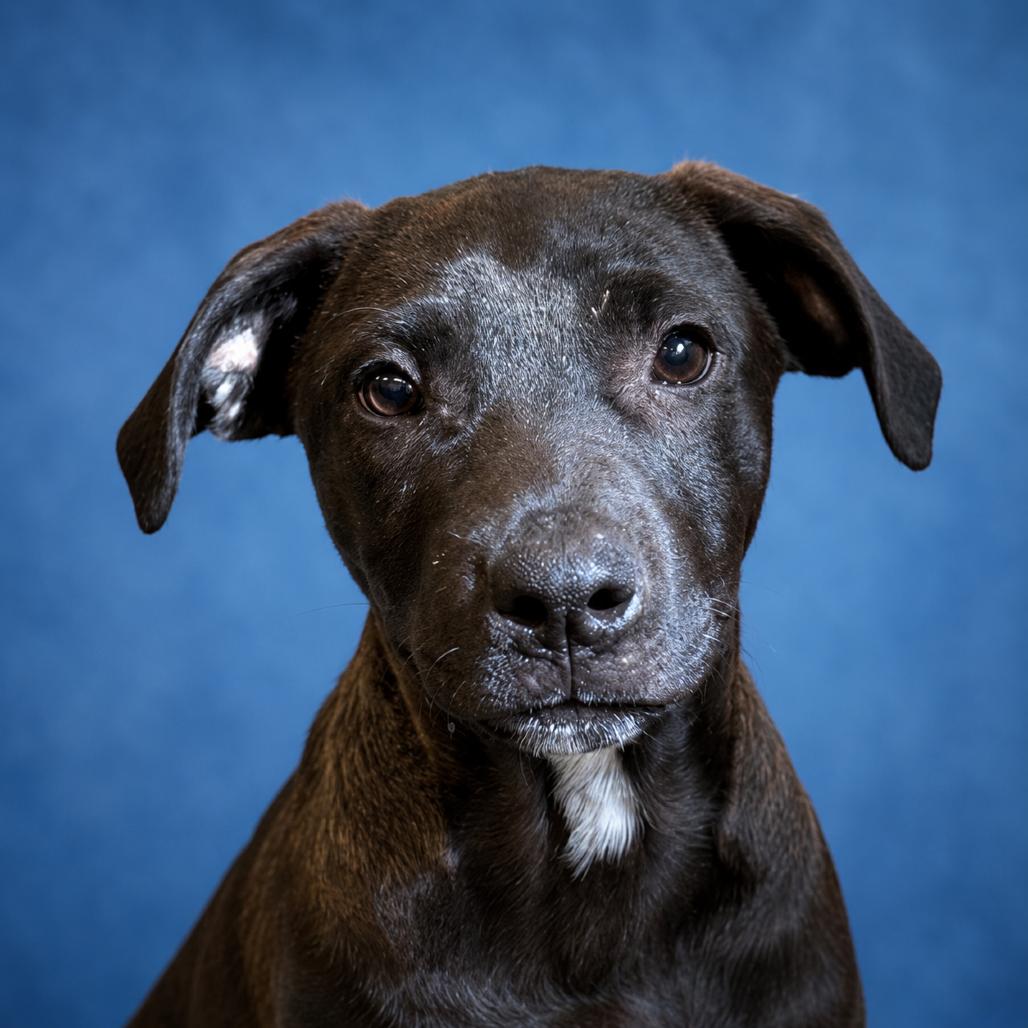 Reed, a Adoptable Mixed Breed in Mankato, MN image 2/3