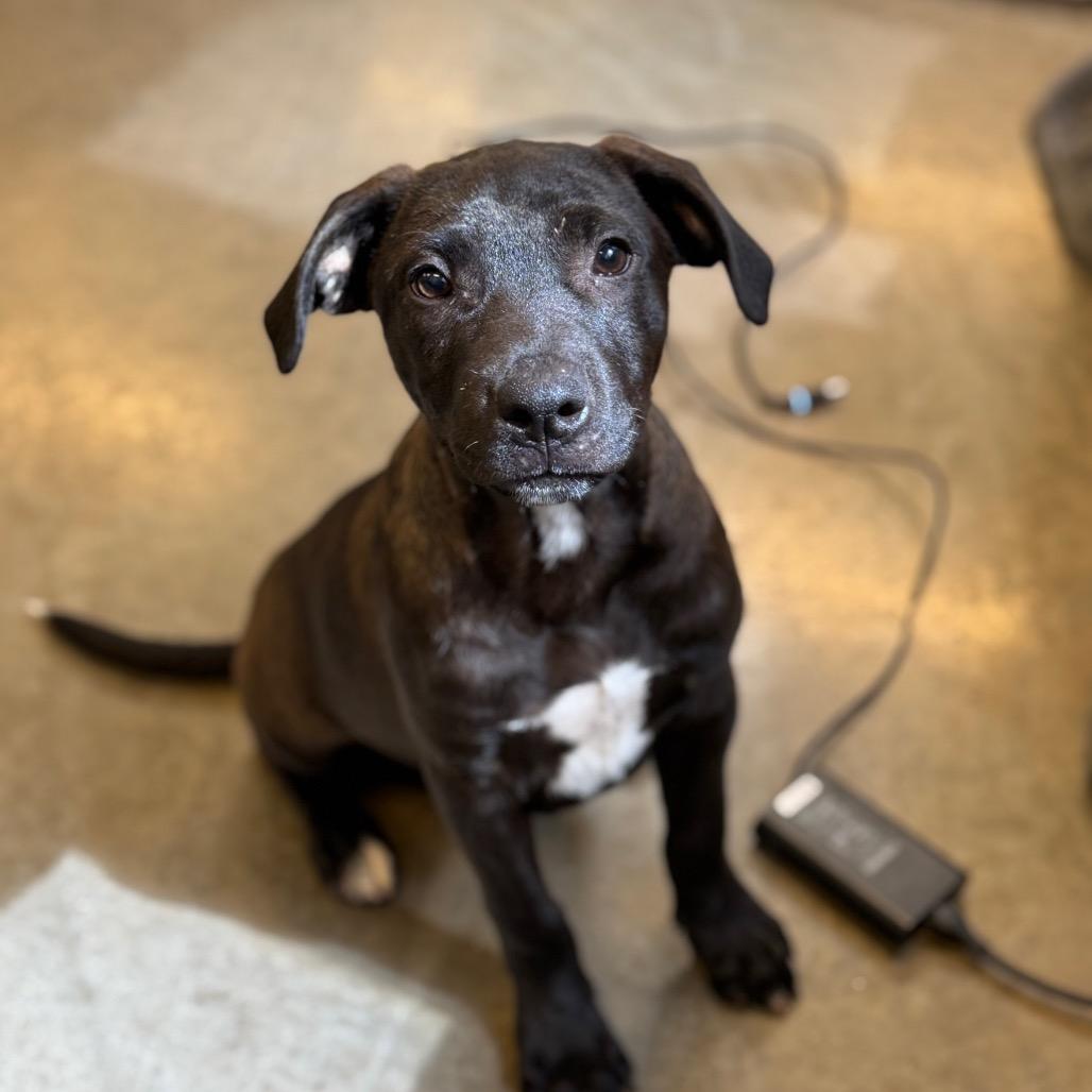 Reed, a Adoptable Mixed Breed in Mankato, MN image 3/3