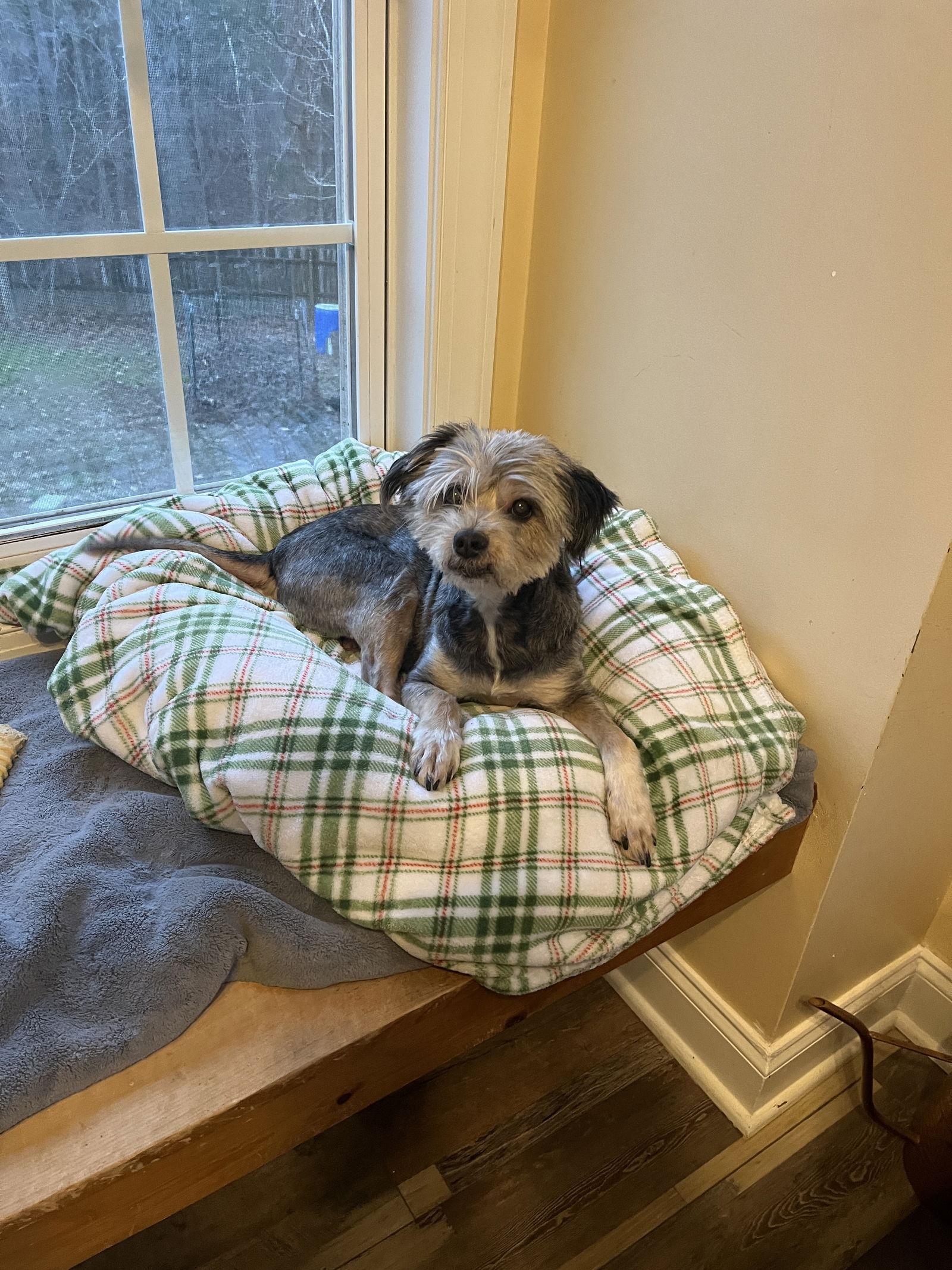 Bella, Adopted, Adult Female Schnauzer & Poodle.