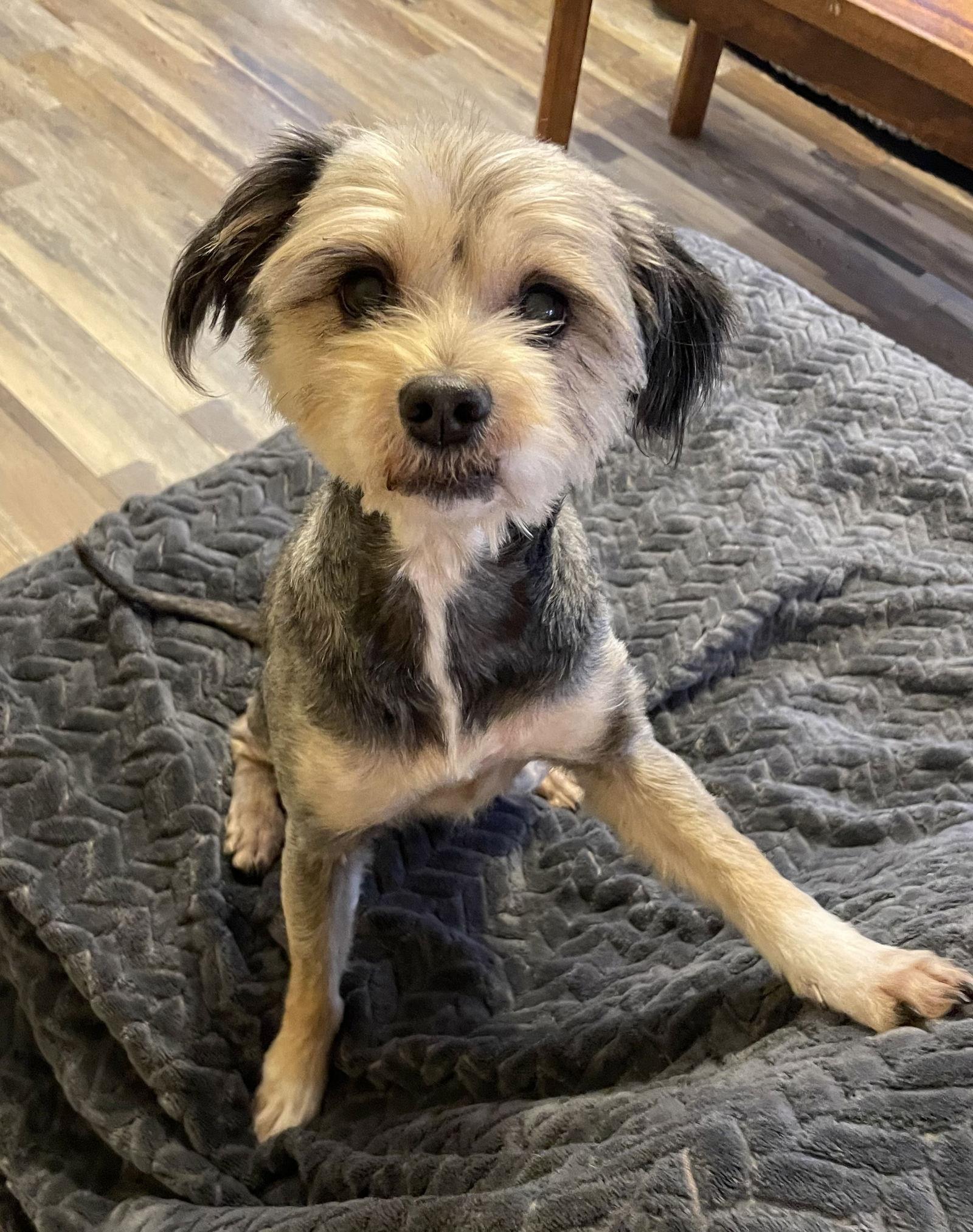 Bella, a Adopted mixed breed in Pittsboro, NC image 2/3