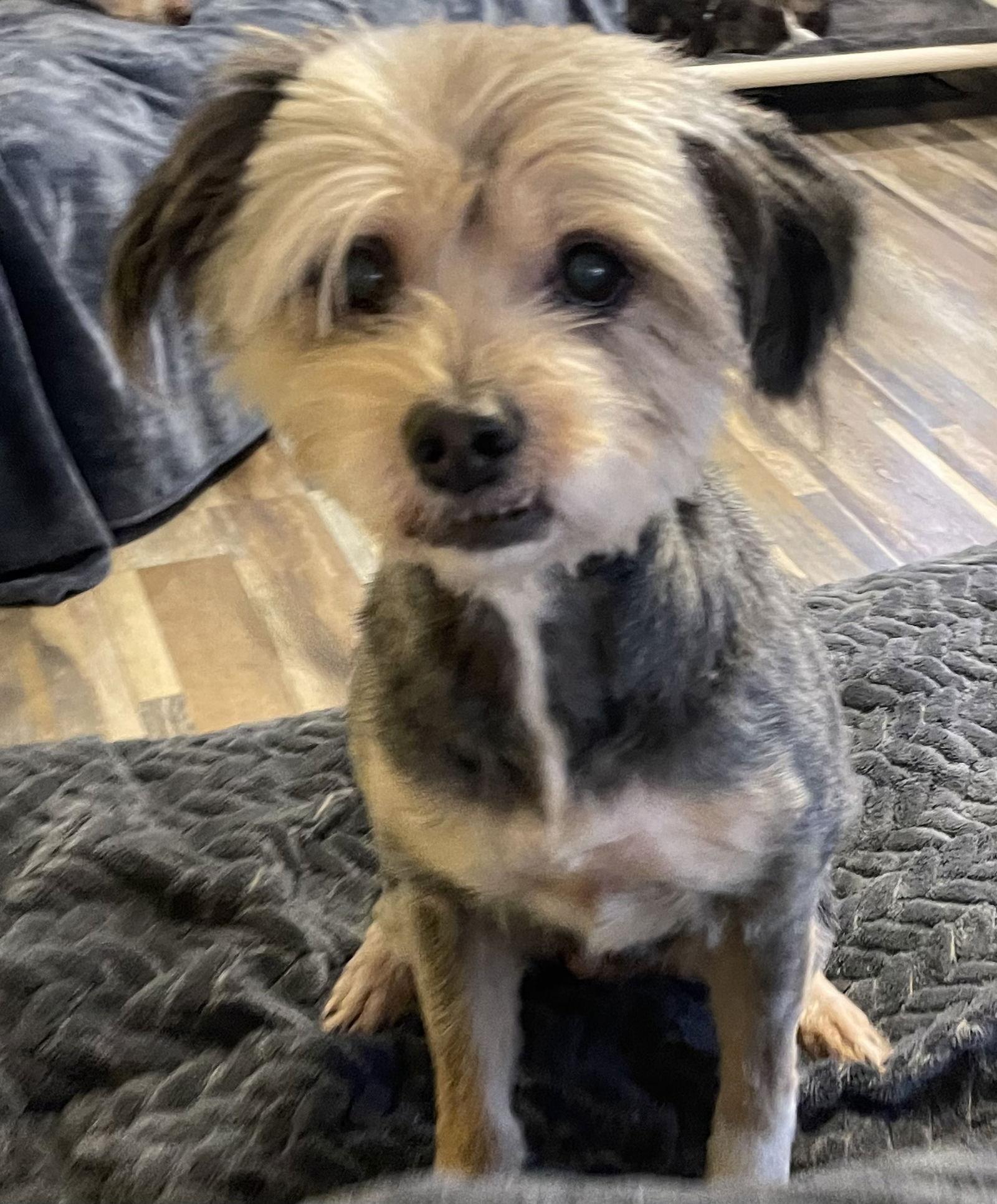 Bella, a Adopted mixed breed in Pittsboro, NC image 3/3