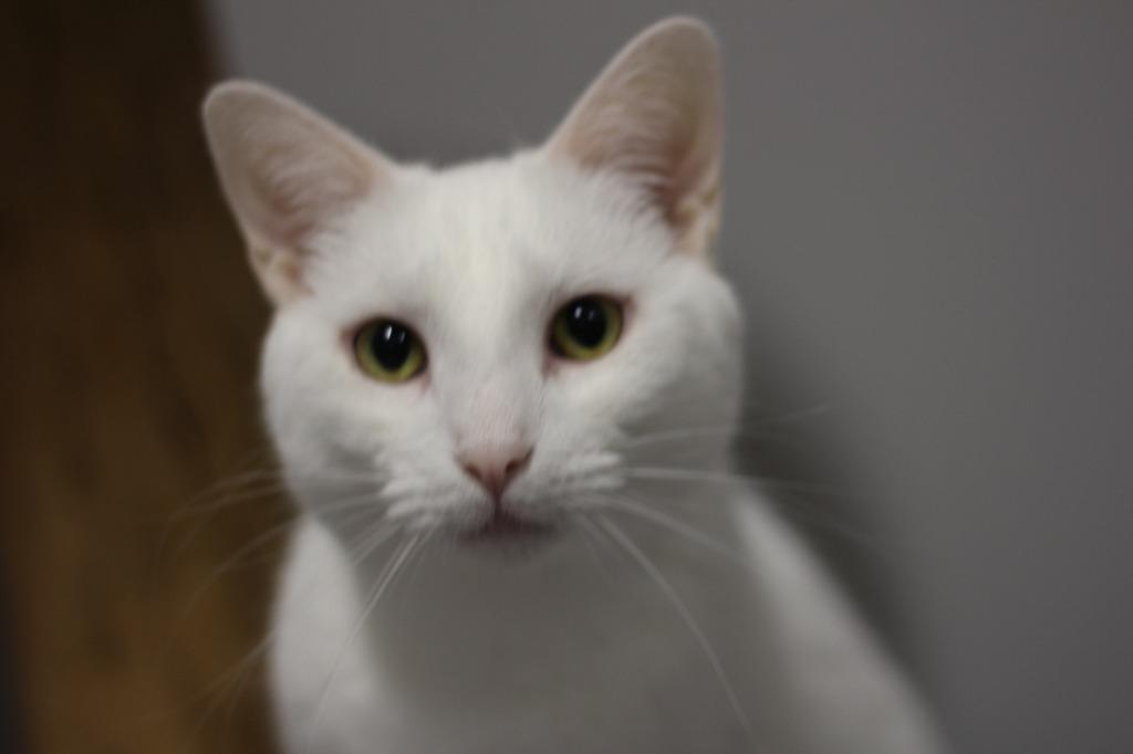 Casper, Adoptable, Adult Male Domestic Short Hair.