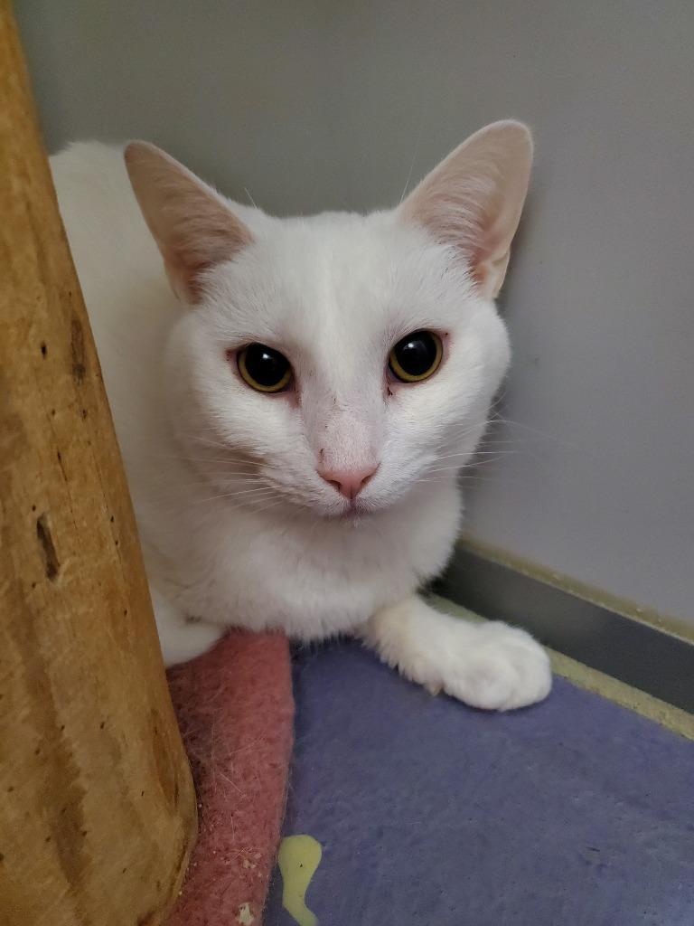 Enlarge Casper, a Adoptable mixed breed in Rockford, IL image 1/1