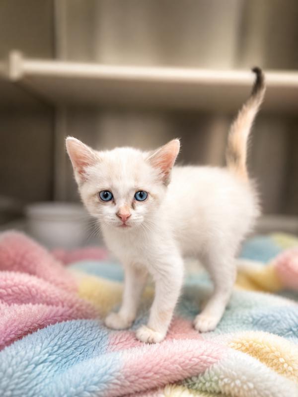 Maggie, Adoptable, Kitten Female Domestic Short Hair.