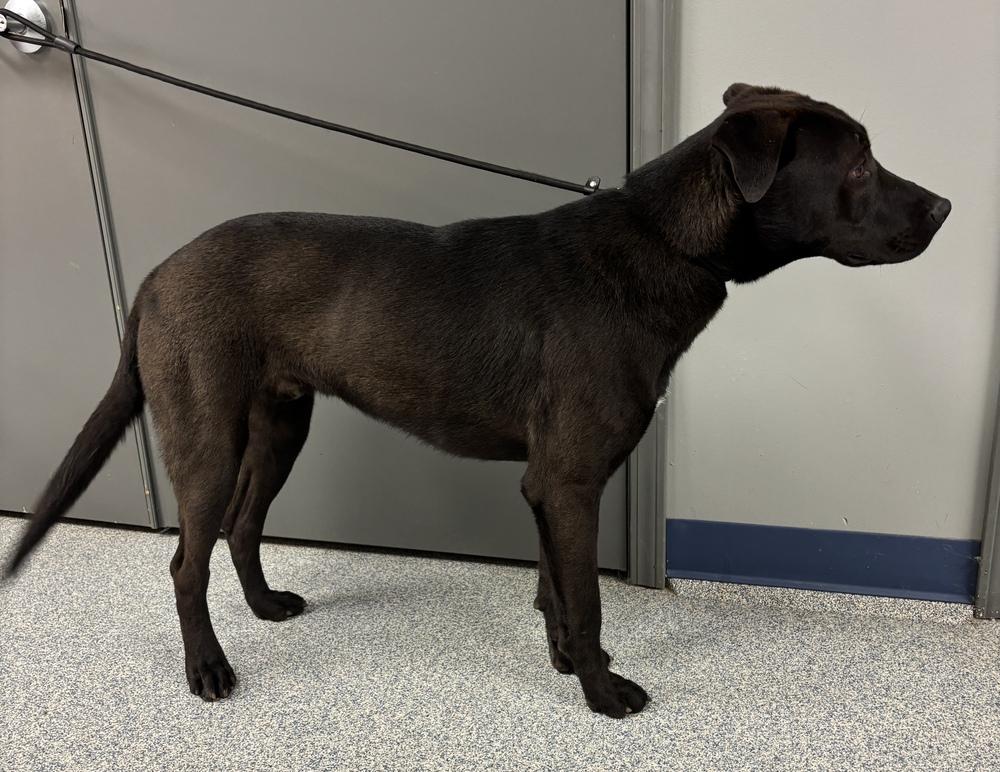 Enlarge River, a Adoptable mixed breed in Bartlesville, OK image 1/4