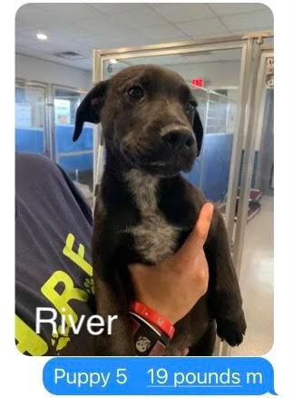 Enlarge River, a Adoptable mixed breed in Bartlesville, OK image 2/4