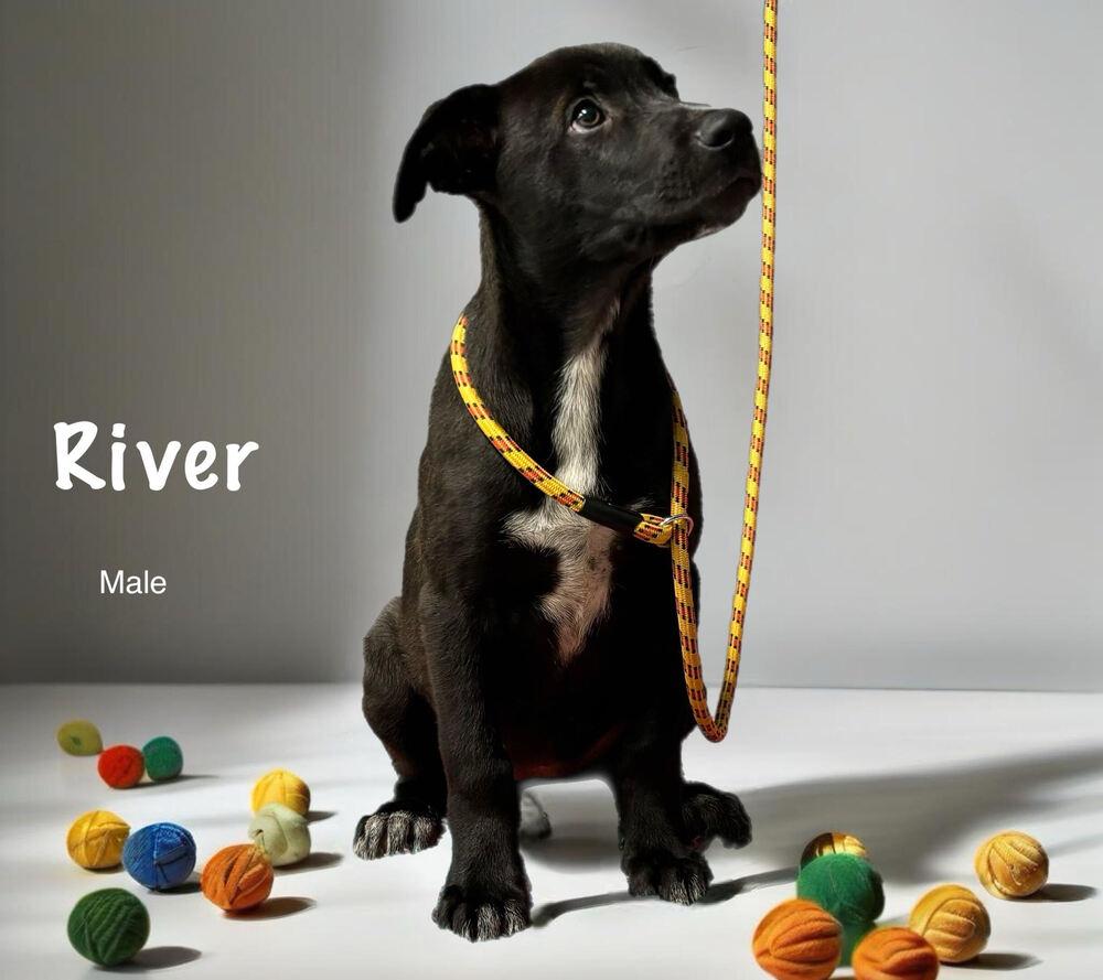 Enlarge River, a Adoptable mixed breed in Bartlesville, OK image 4/4