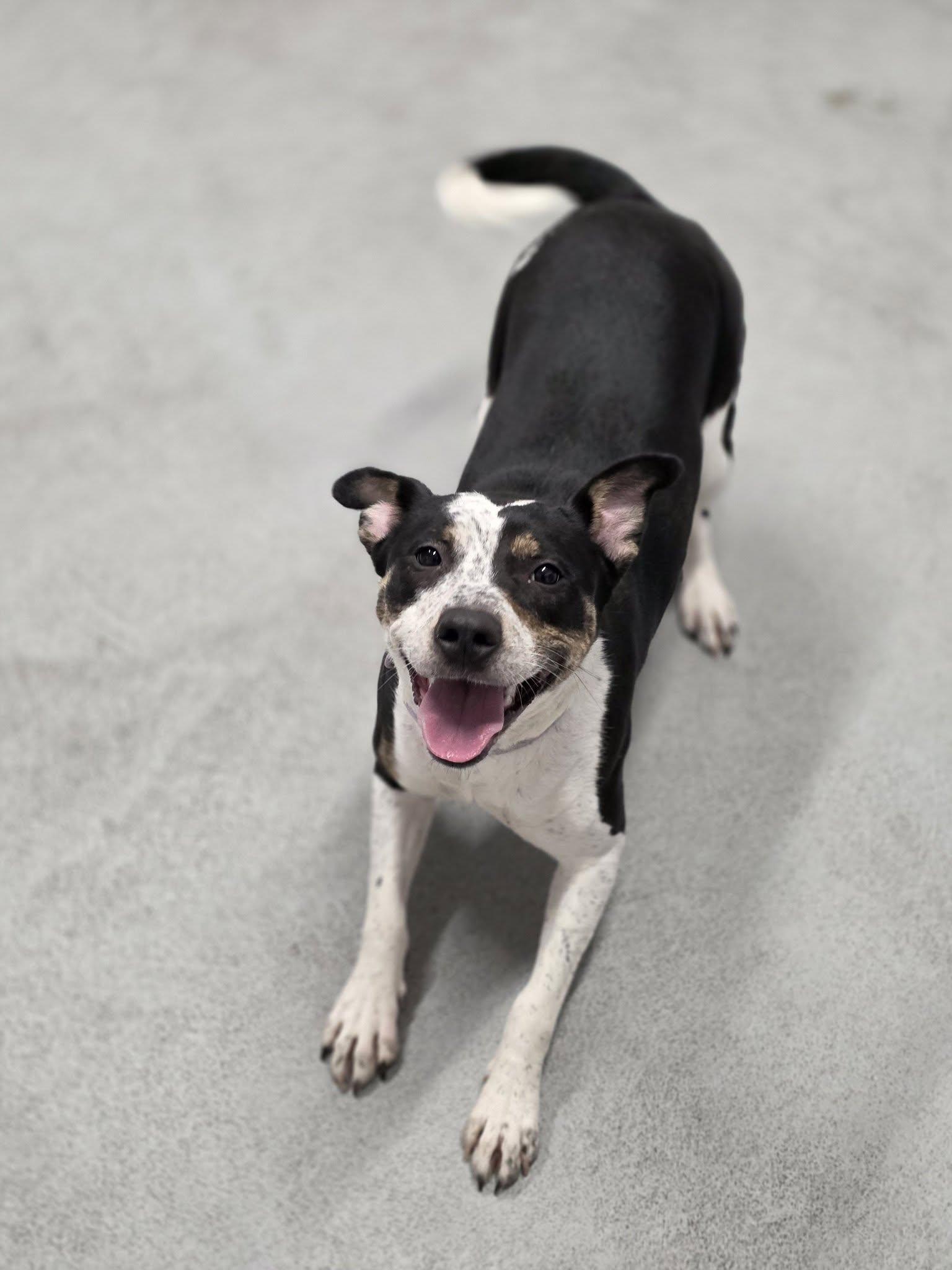 Enlarge Penelope, a ADOPTABLE mixed breed in Shelby, MI image 2/2