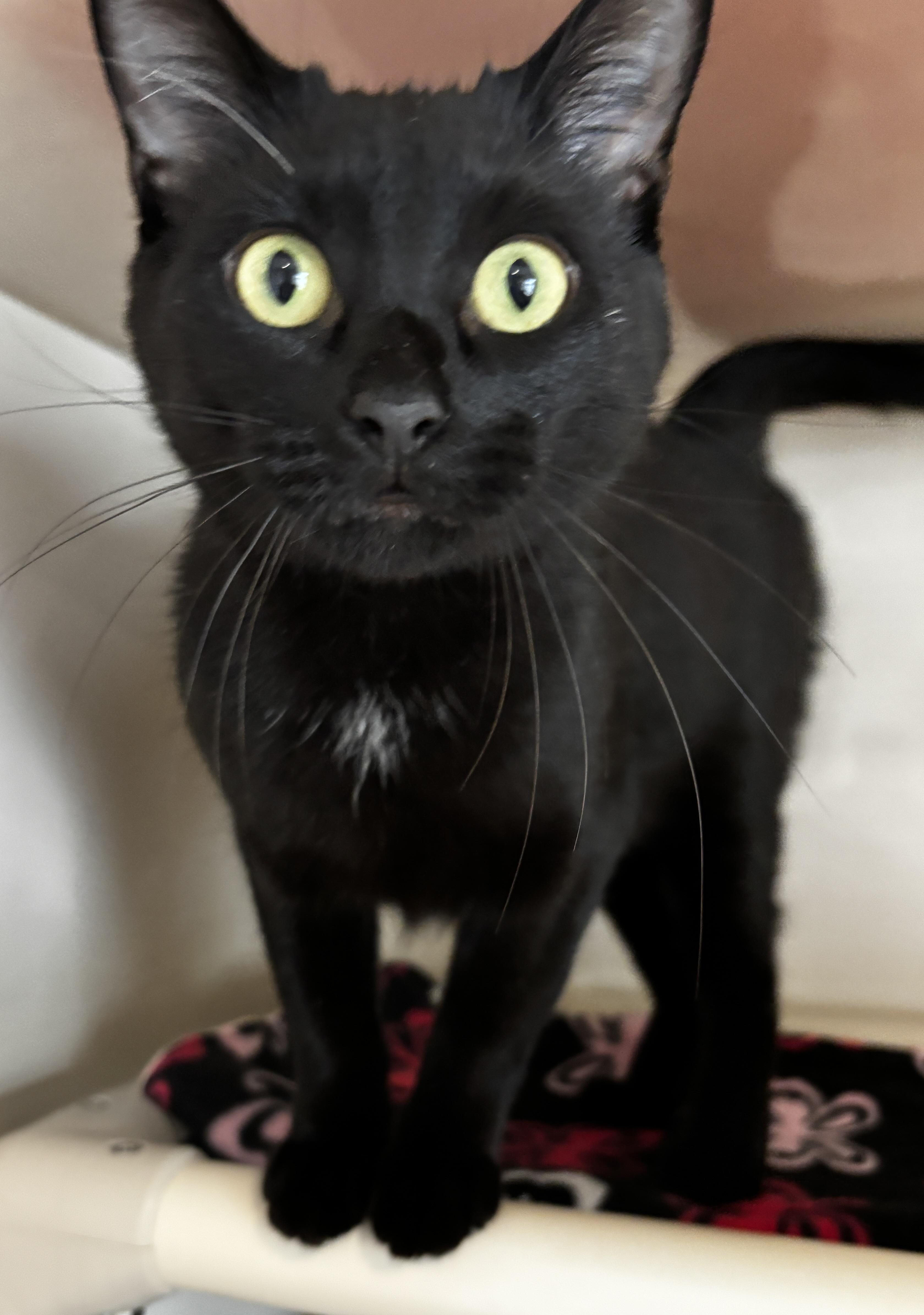 Enlarge ZuZu, an adopted Domestic Short Hair in Rochester, NY image 1/5