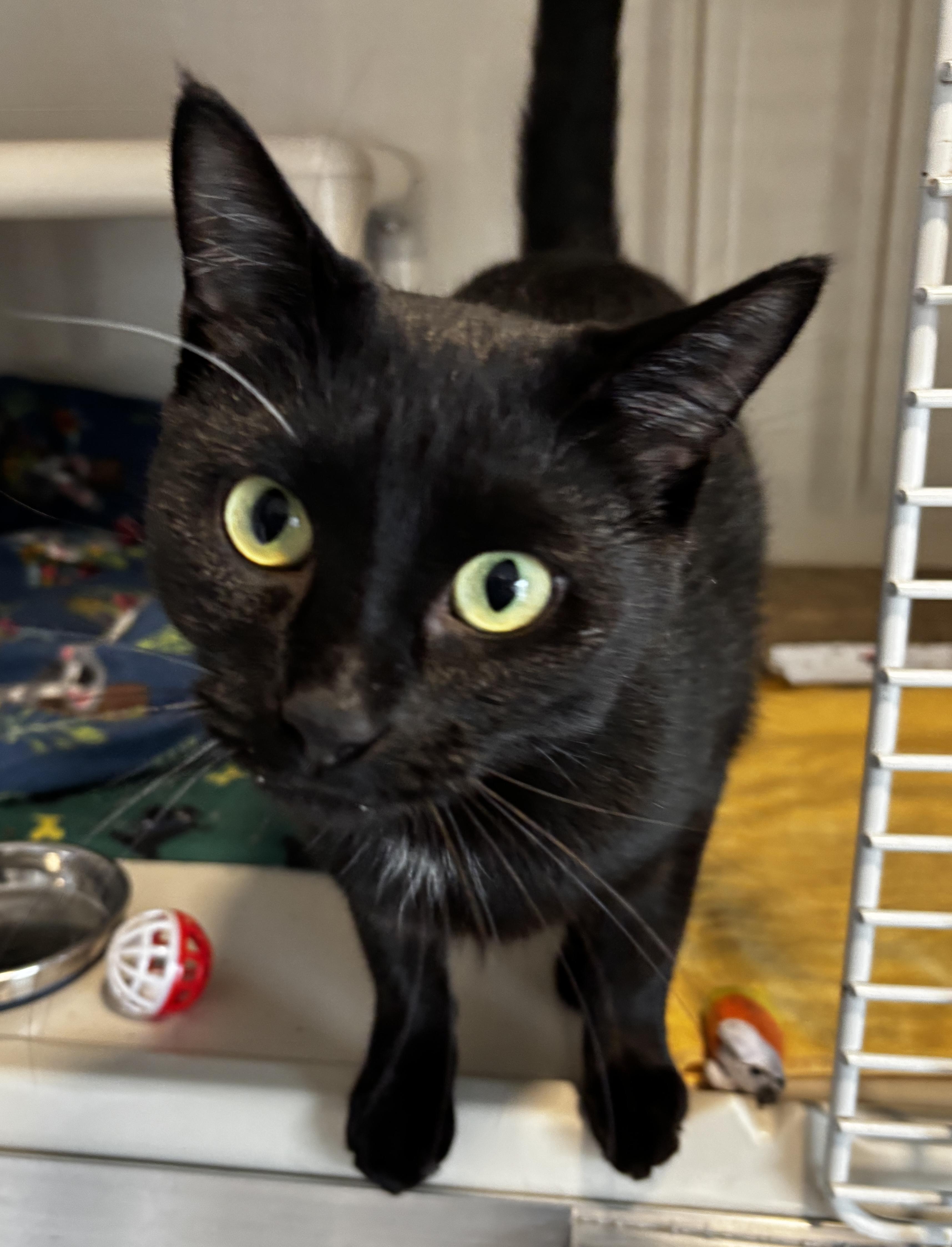 Enlarge ZuZu, an adopted Domestic Short Hair in Rochester, NY image 2/5