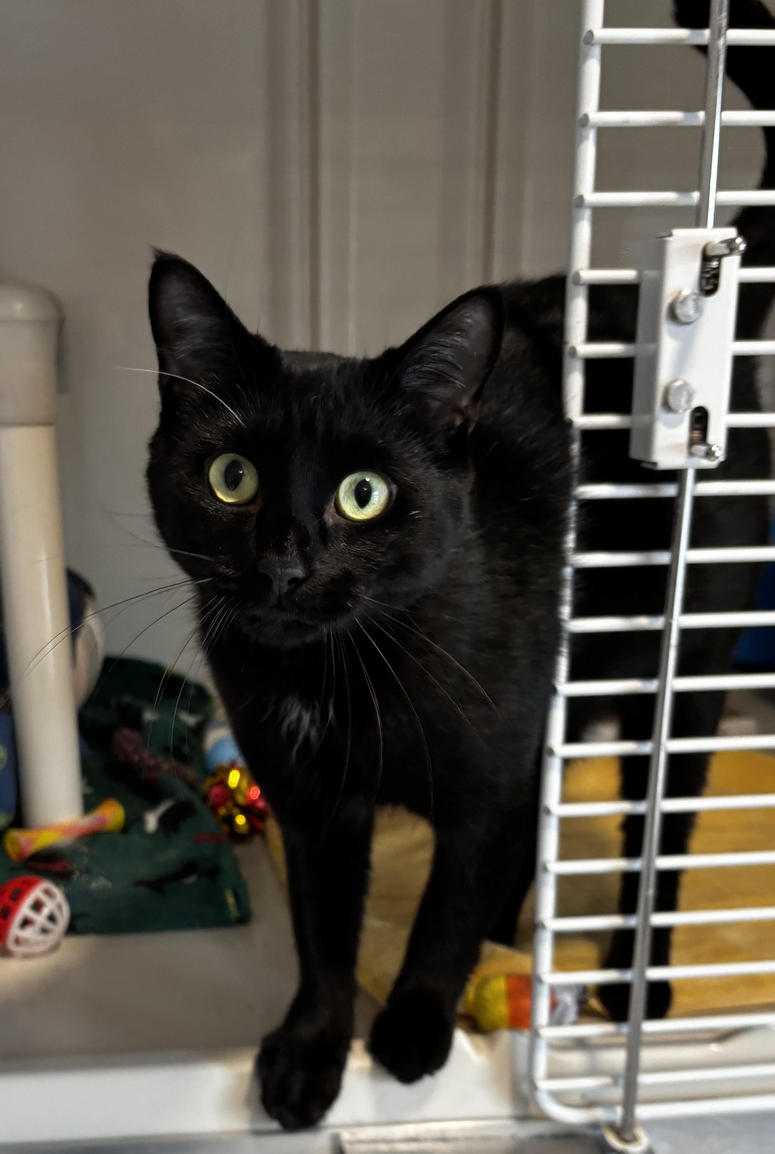 Enlarge ZuZu, an adopted Domestic Short Hair in Rochester, NY image 3/5