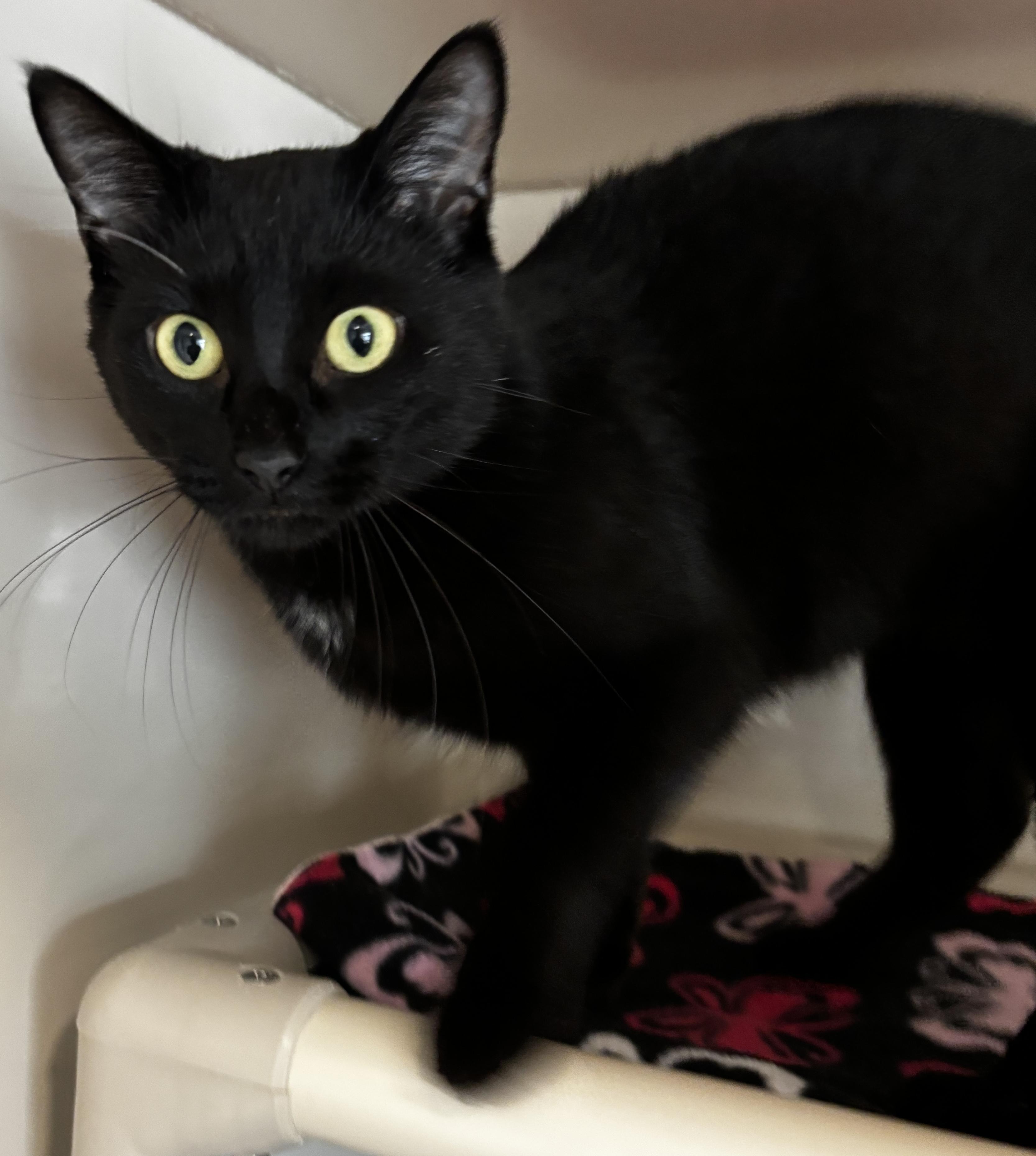 Enlarge ZuZu, an adopted Domestic Short Hair in Rochester, NY image 4/5