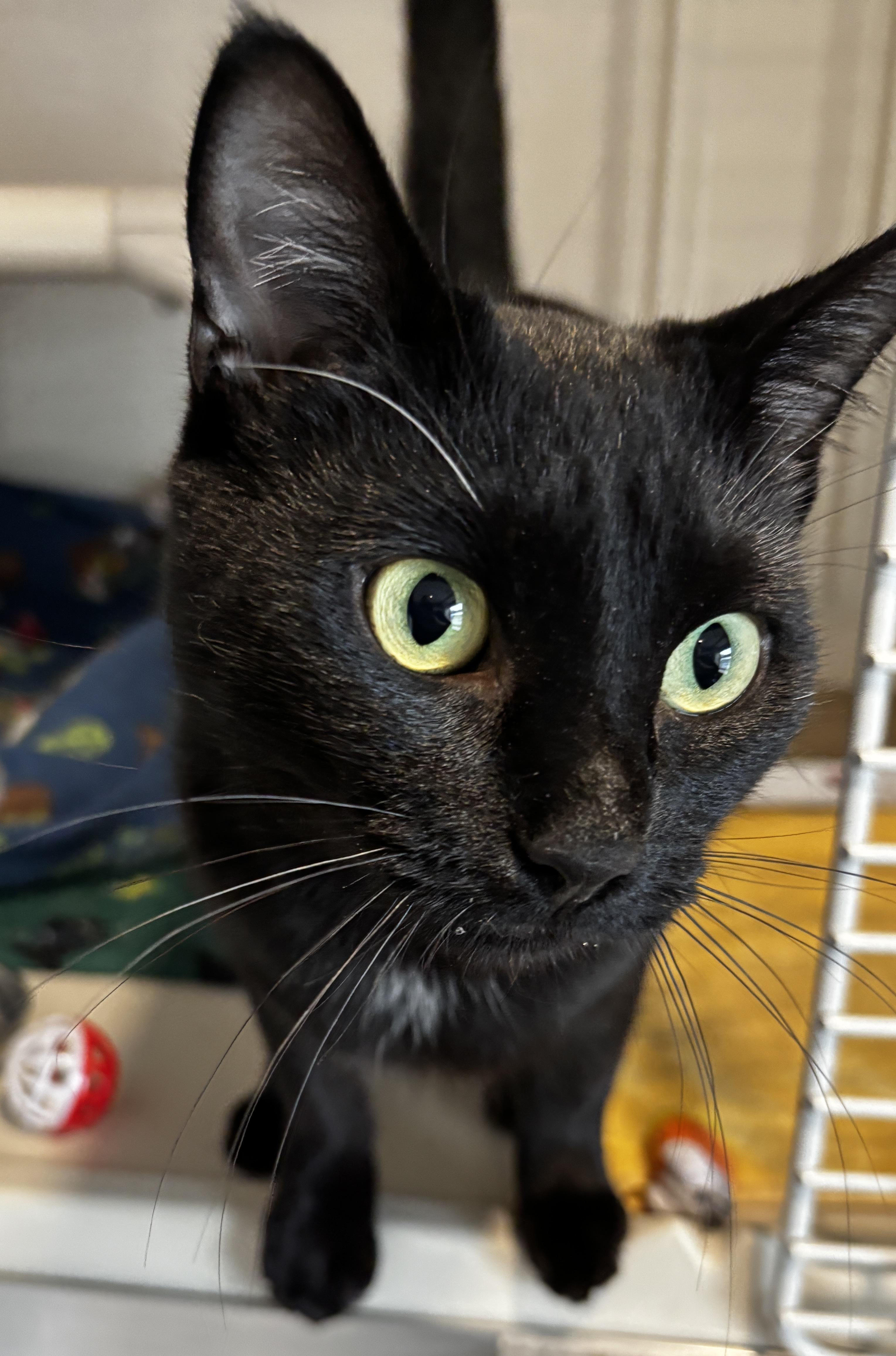 Enlarge ZuZu, an adopted Domestic Short Hair in Rochester, NY image 5/5