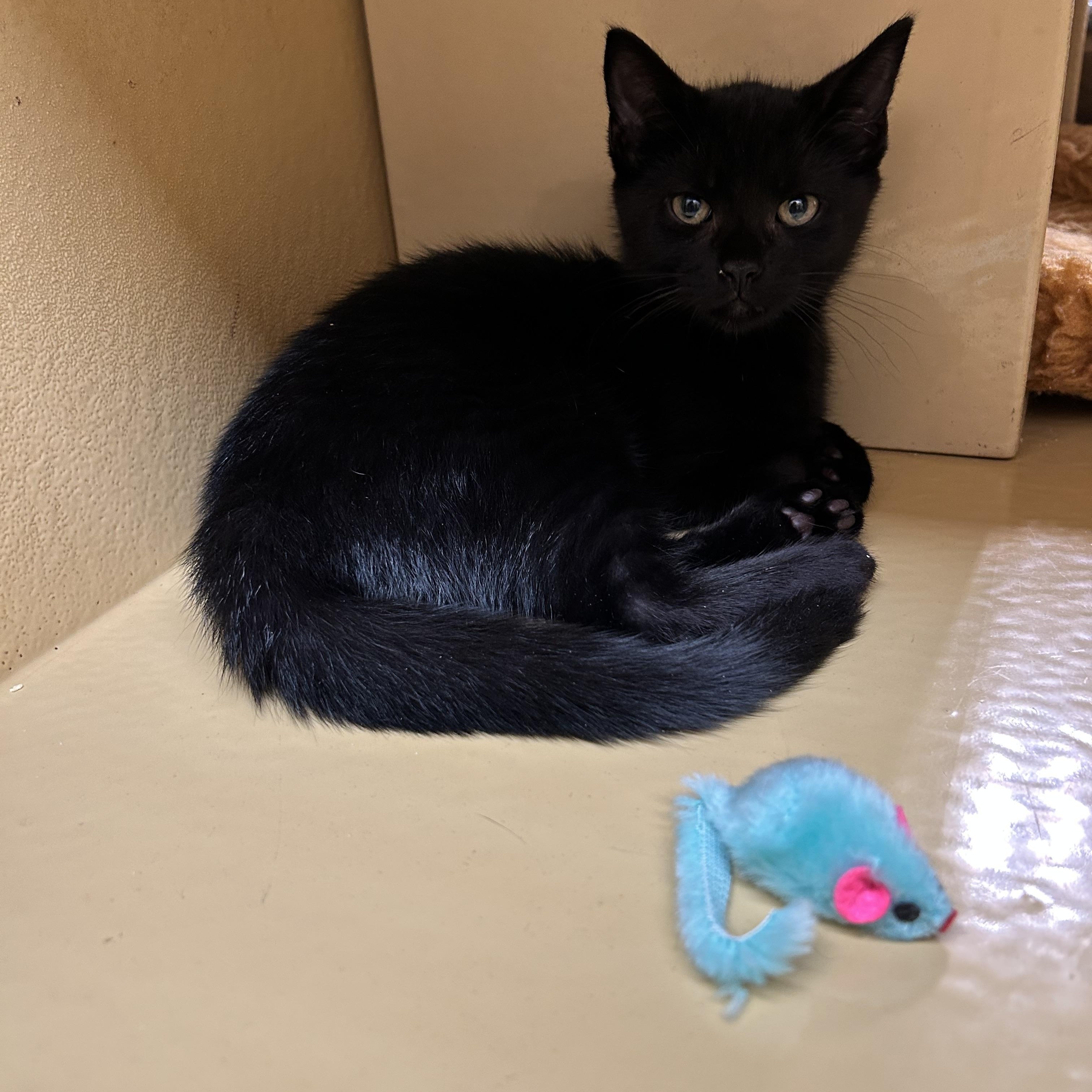 Pugsley, Baby Male unknown