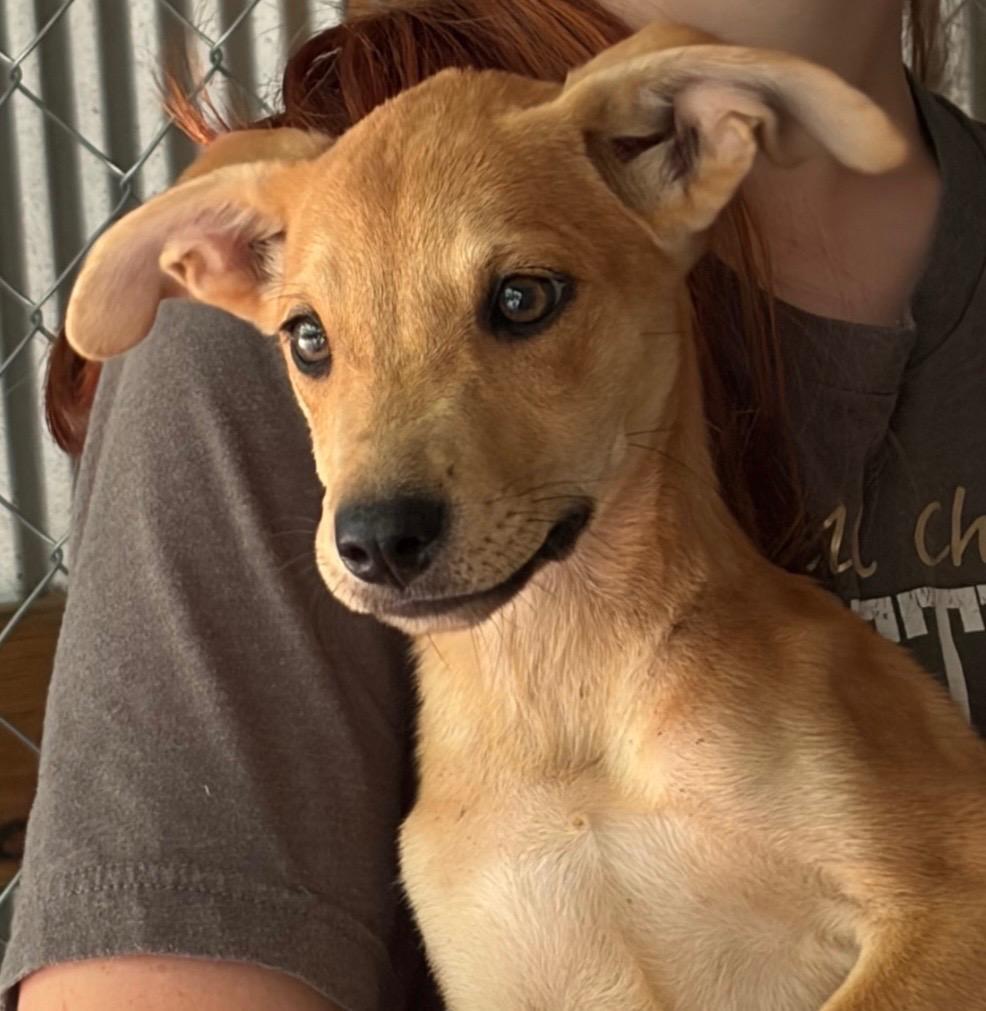 Dobby, Adoptable, Puppy Female Mixed Breed.