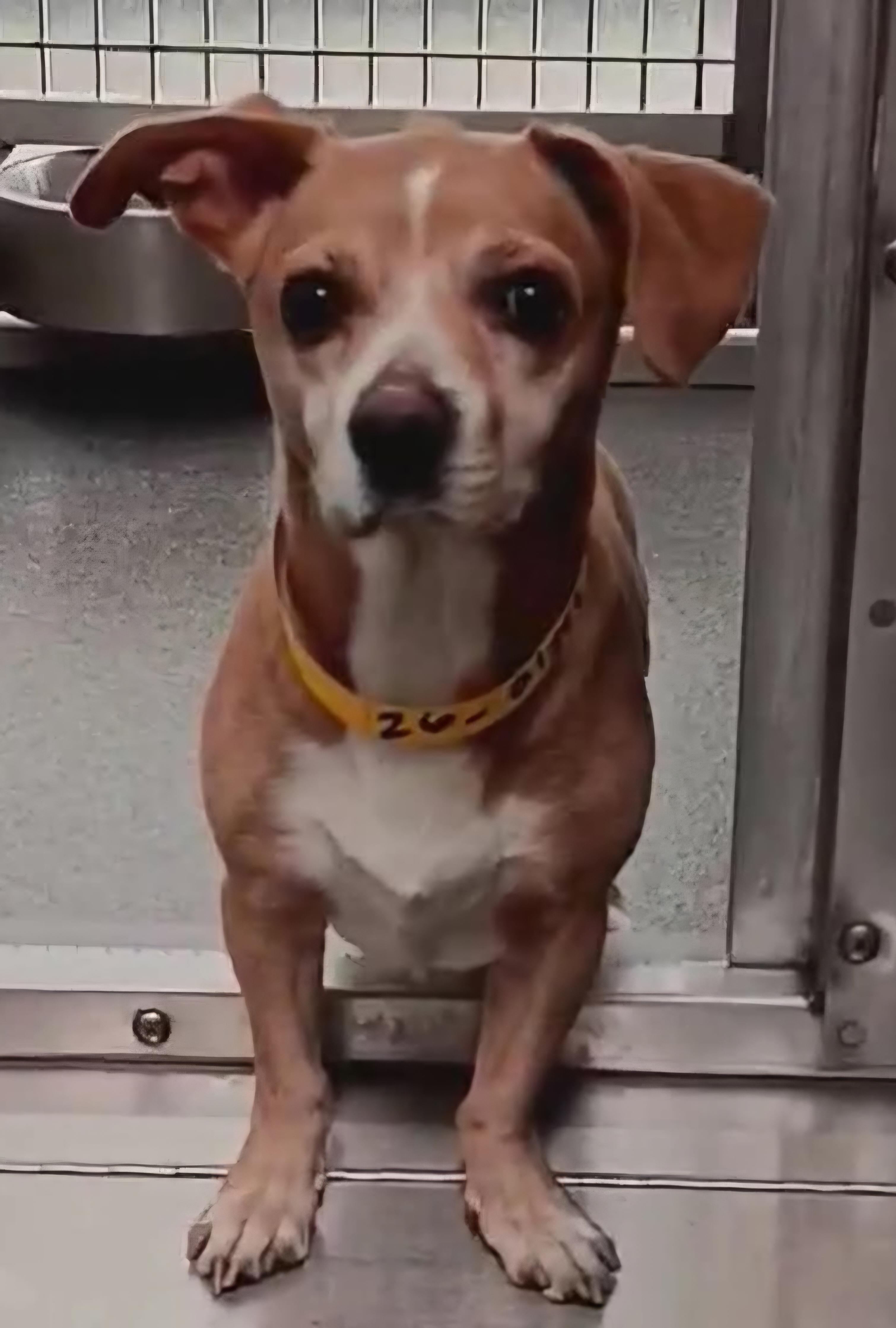 Ziggy, Adoptable, Adult Male Chihuahua & Beagle.