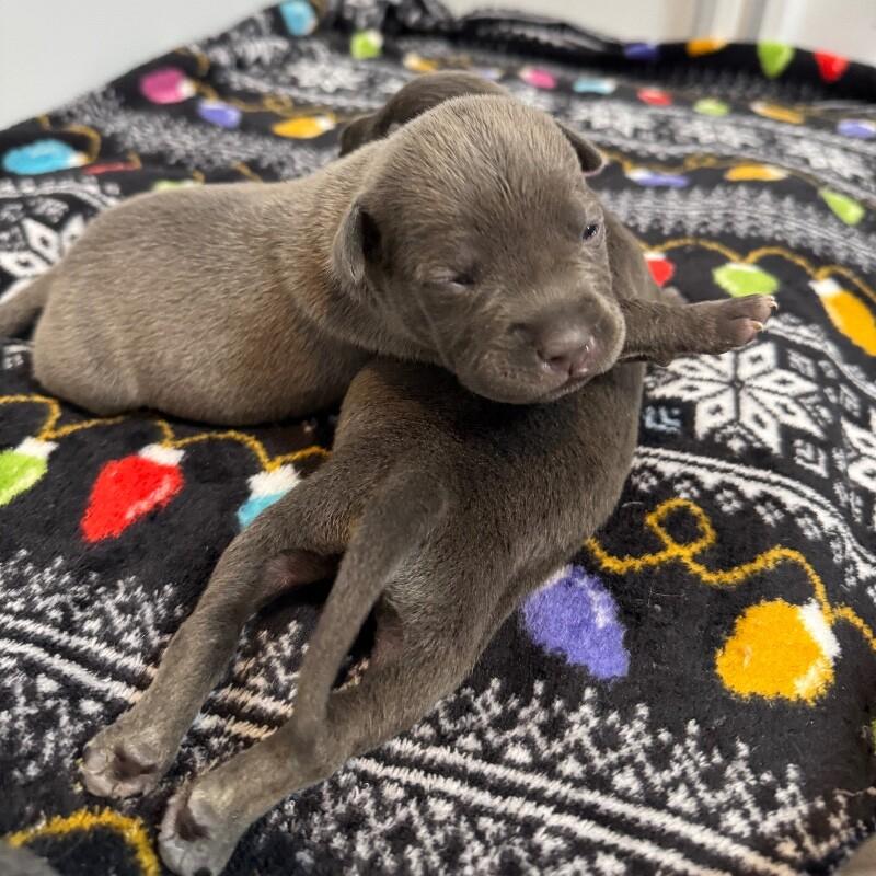 BRIMSLEY BRIDGERTON, Adoptable, Adult Male American Staffordshire Terrier.