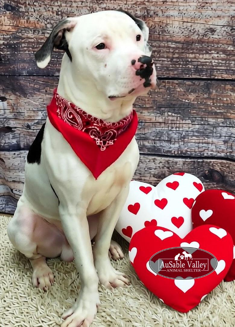 Enlarge Paxton, a ADOPTABLE Mixed Breed in Grayling, MI image 4/6