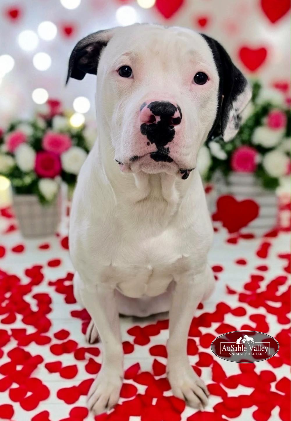 Paxton, a ADOPTABLE Mixed Breed in Grayling, MI image 4/4