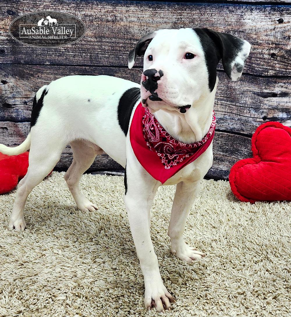 Paxton, a ADOPTABLE Mixed Breed in Grayling, MI image 3/4