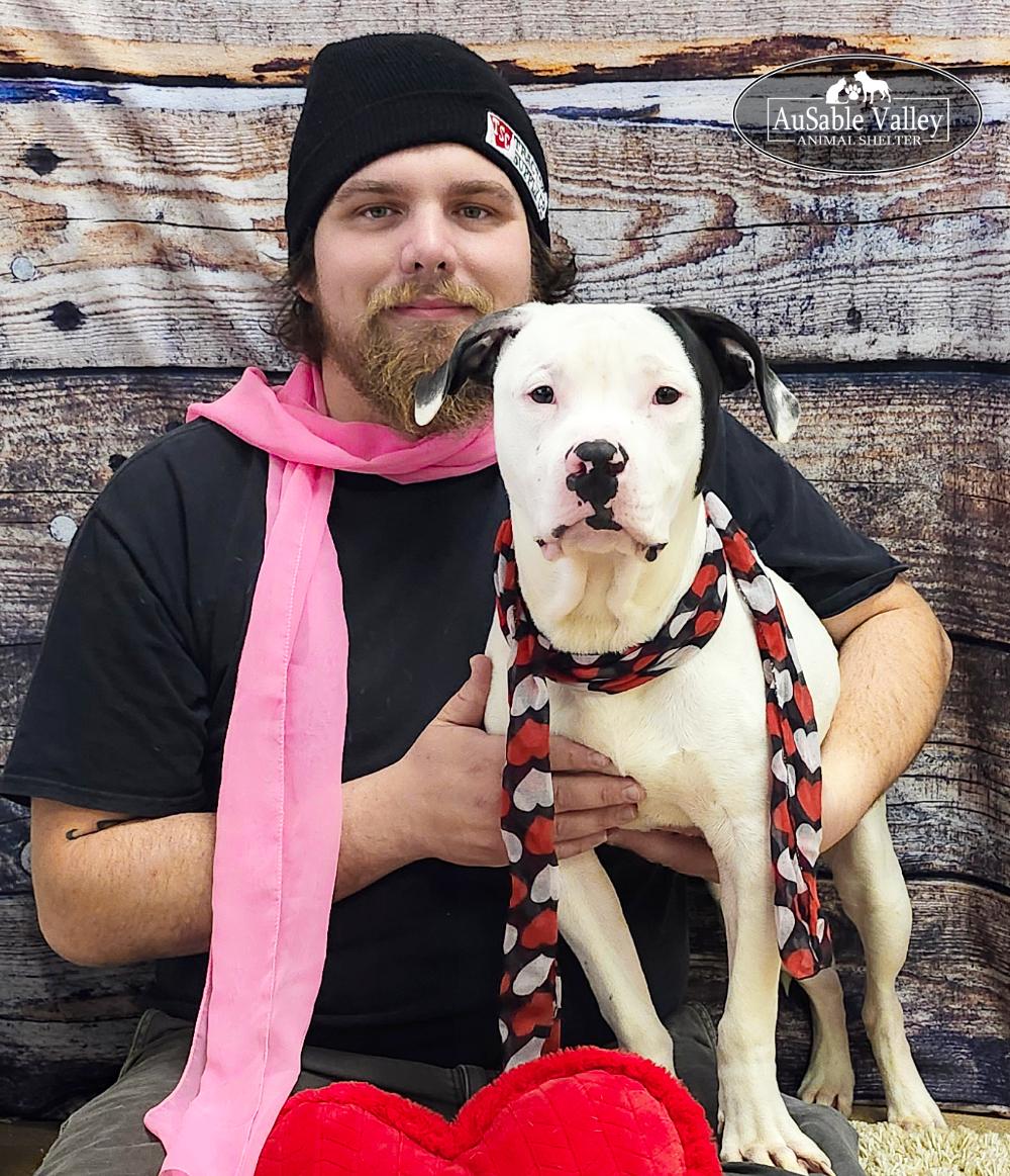 Paxton, ADOPTABLE, Adult Male Mixed Breed.