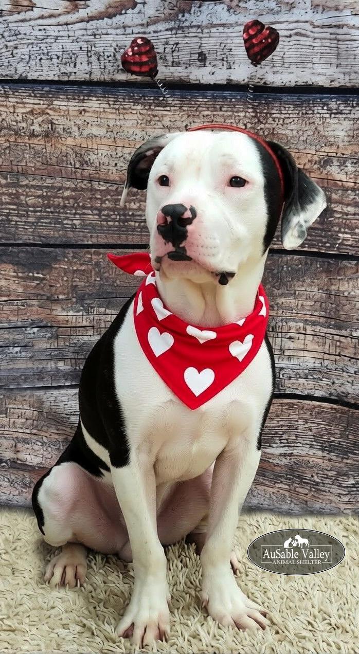 Enlarge Paxton, a ADOPTABLE Mixed Breed in Grayling, MI image 5/6