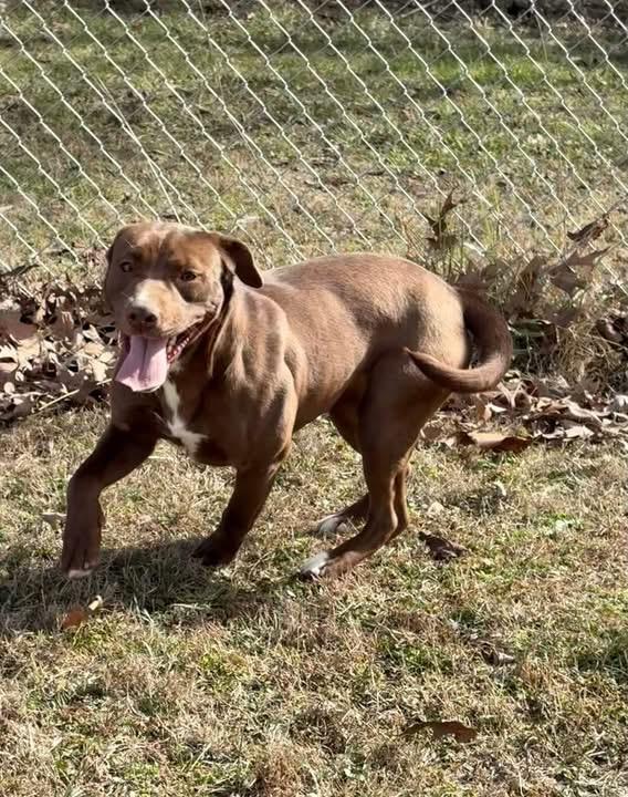 Monica, ADOPTABLE, Young Female Mixed Breed.