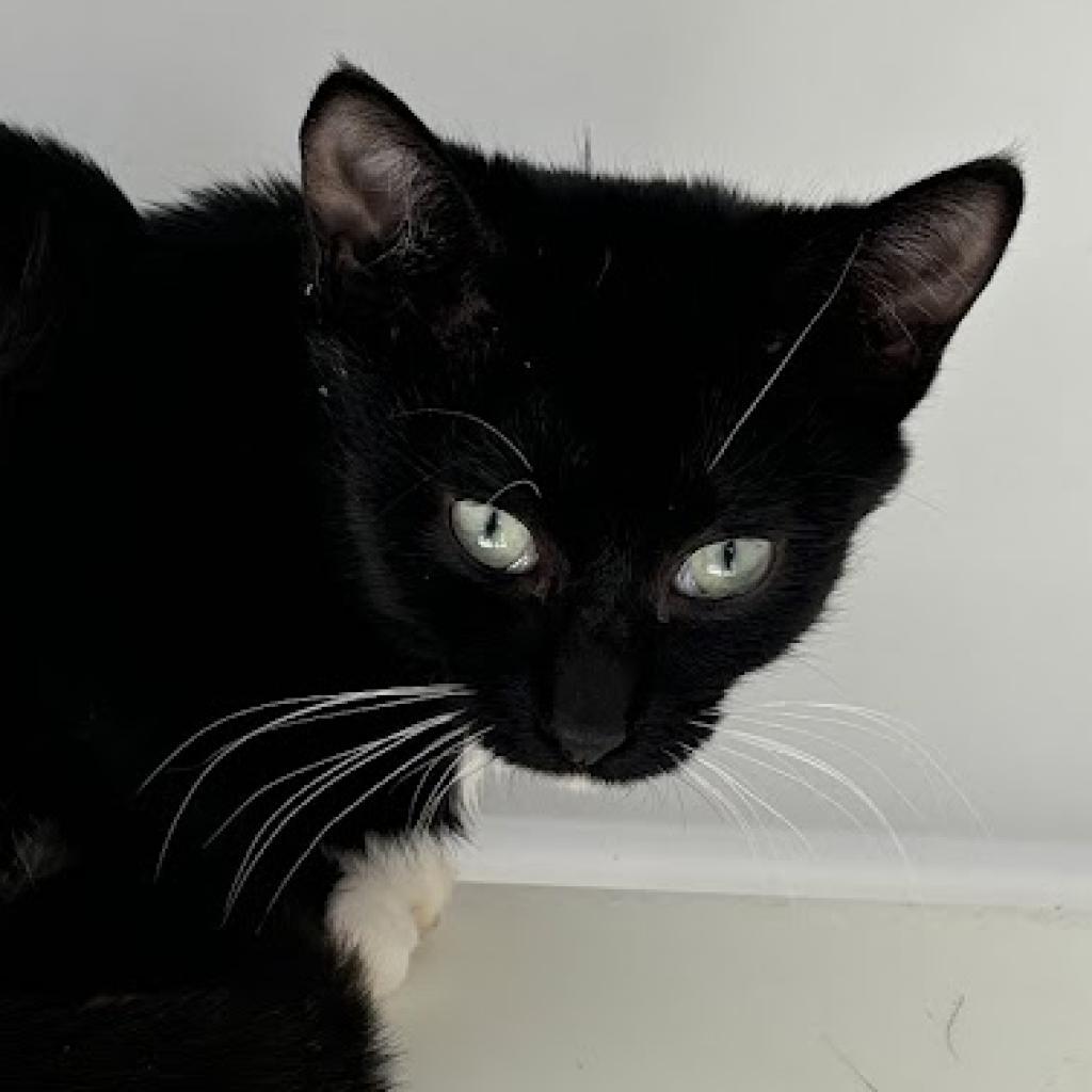 Powell — thumbnail 2