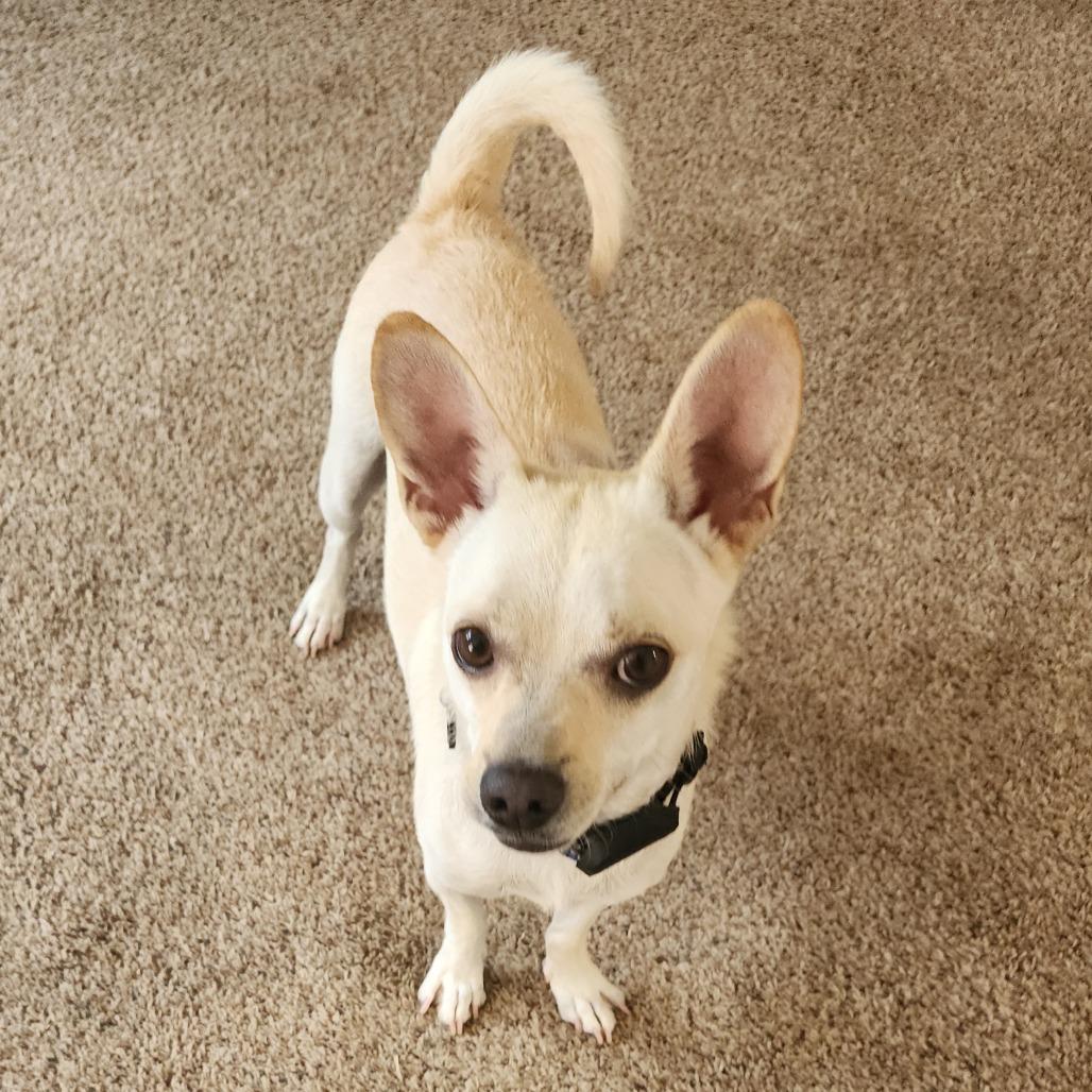 Charlie, Adoptable, Adult Male Chihuahua & Mixed Breed.