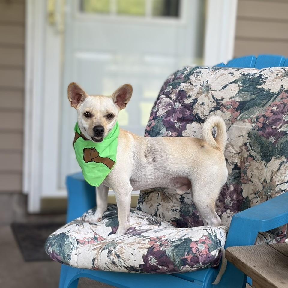 Enlarge Charlie, a Adoptable mixed breed in Alma, WI image 3/6