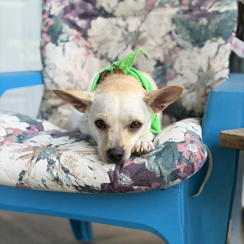 Enlarge Charlie, a Adoptable mixed breed in Alma, WI image 4/6