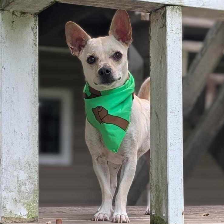 Enlarge Charlie, a Adoptable mixed breed in Alma, WI image 5/6