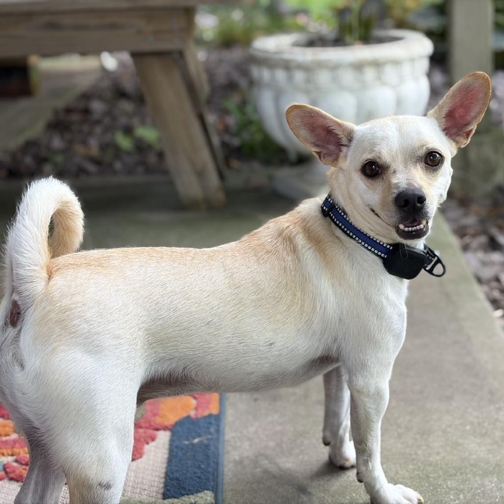 Enlarge Charlie, a Adoptable mixed breed in Alma, WI image 5/6