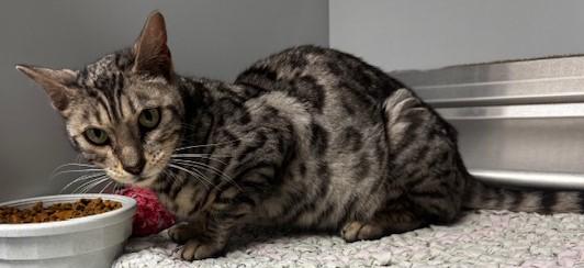 59885136, ADOPTABLE, Adult Female Bengal.