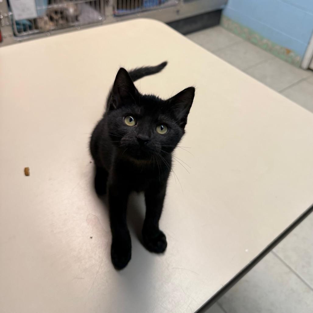 Sly Stone, Adoptable, Kitten Male Domestic Short Hair.