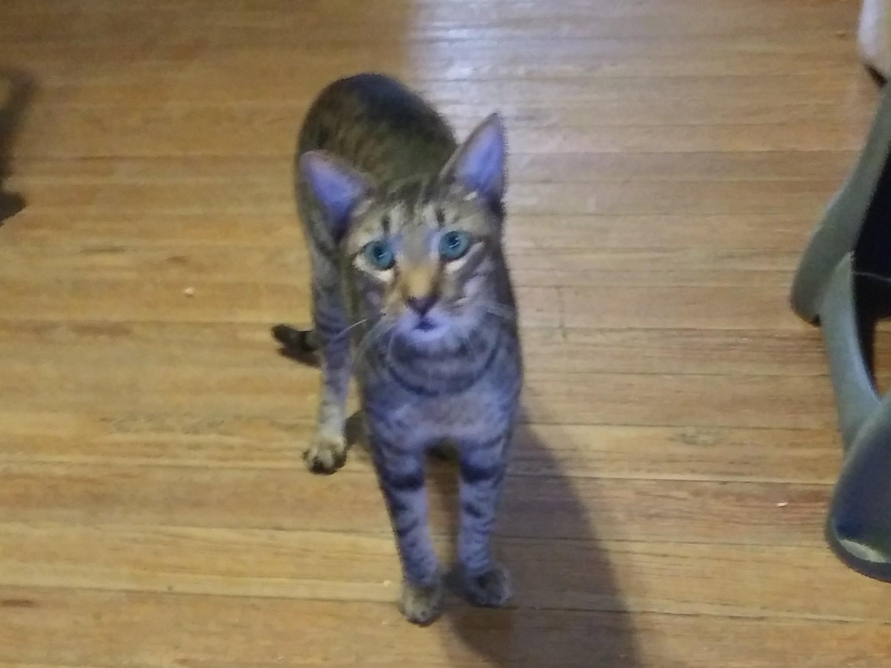 Enlarge Groot, a Adoptable Domestic Short Hair in Port Wentworth, GA image 2/3