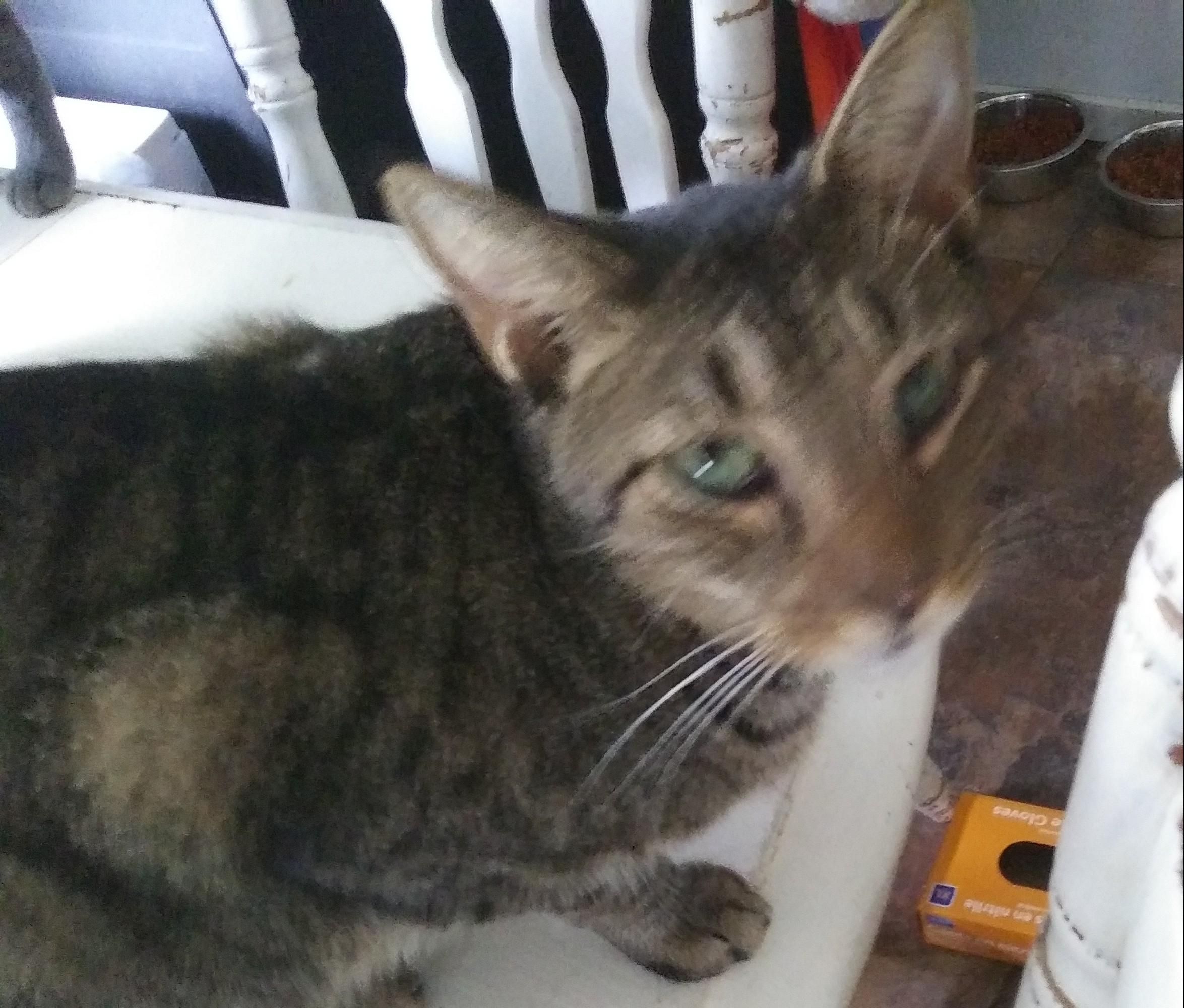 Enlarge Groot, a Adoptable Domestic Short Hair in Port Wentworth, GA image 3/3