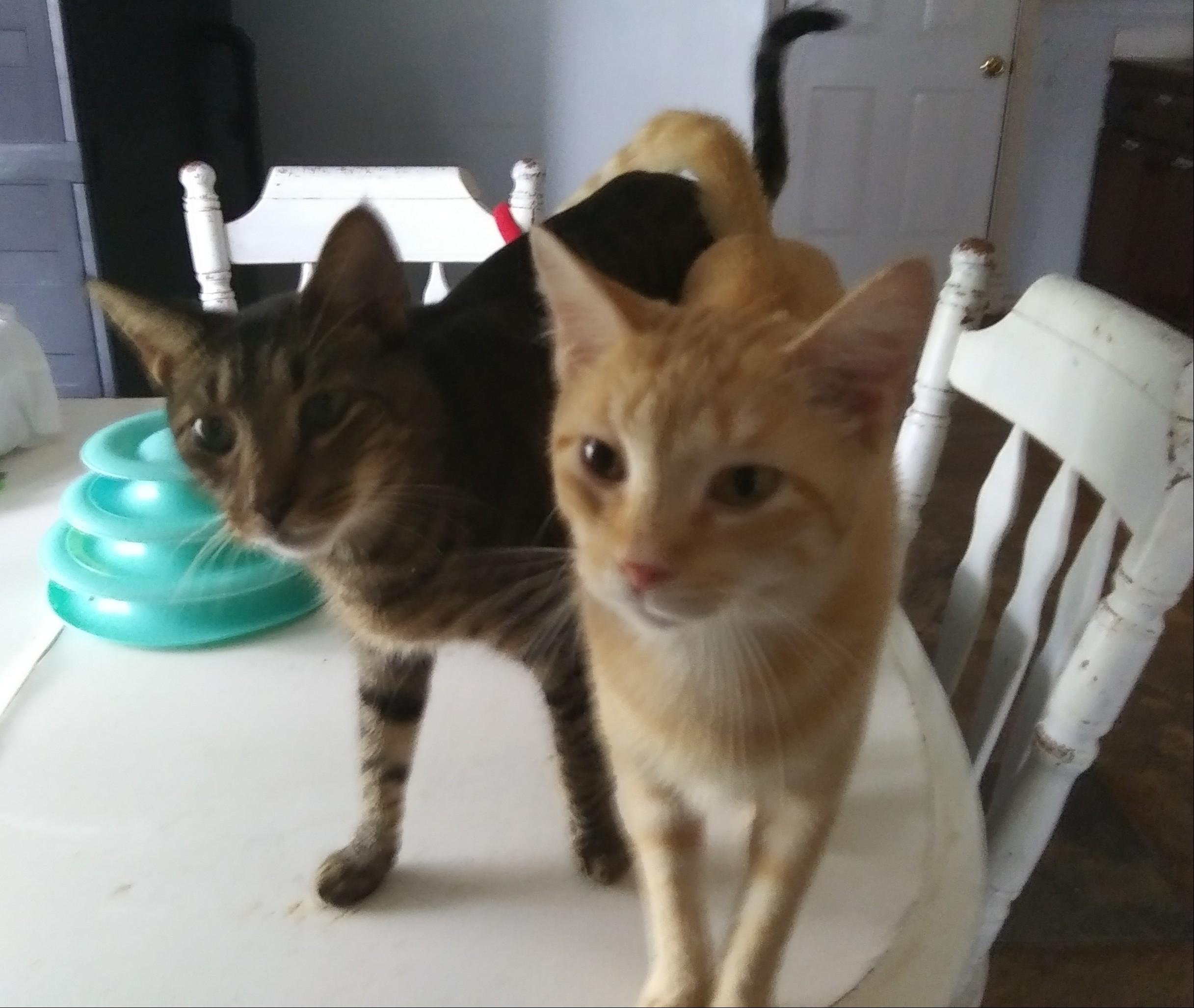 Groot, Adoptable, Young Male Domestic Short Hair.
