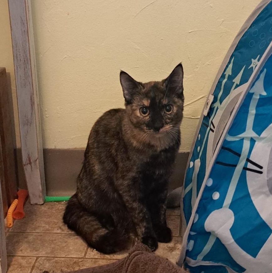 Enlarge Charlotte, a Adoptable Tortoiseshell in Portland, OR image 4/4