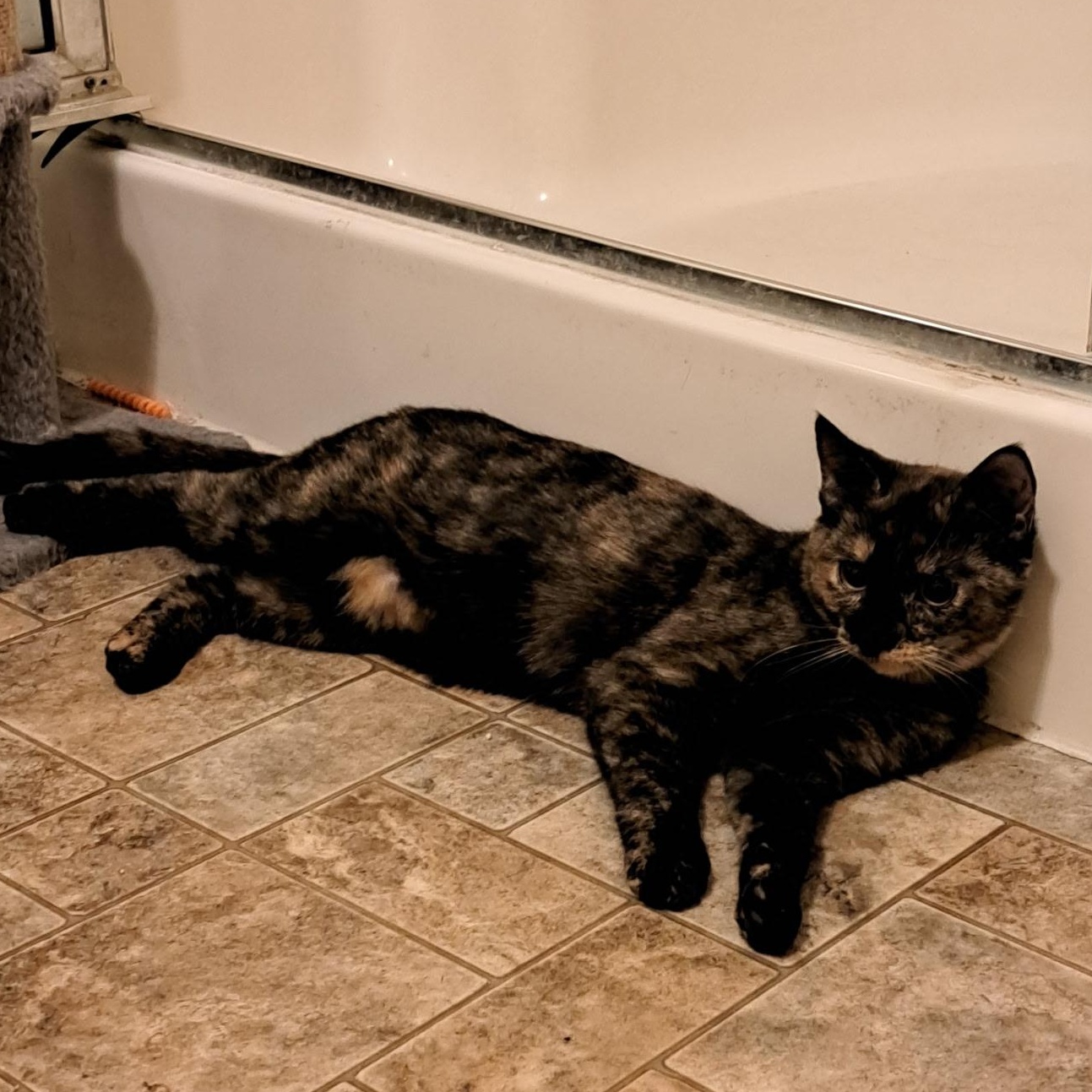 Enlarge Charlotte, a Adoptable Tortoiseshell in Portland, OR image 2/4