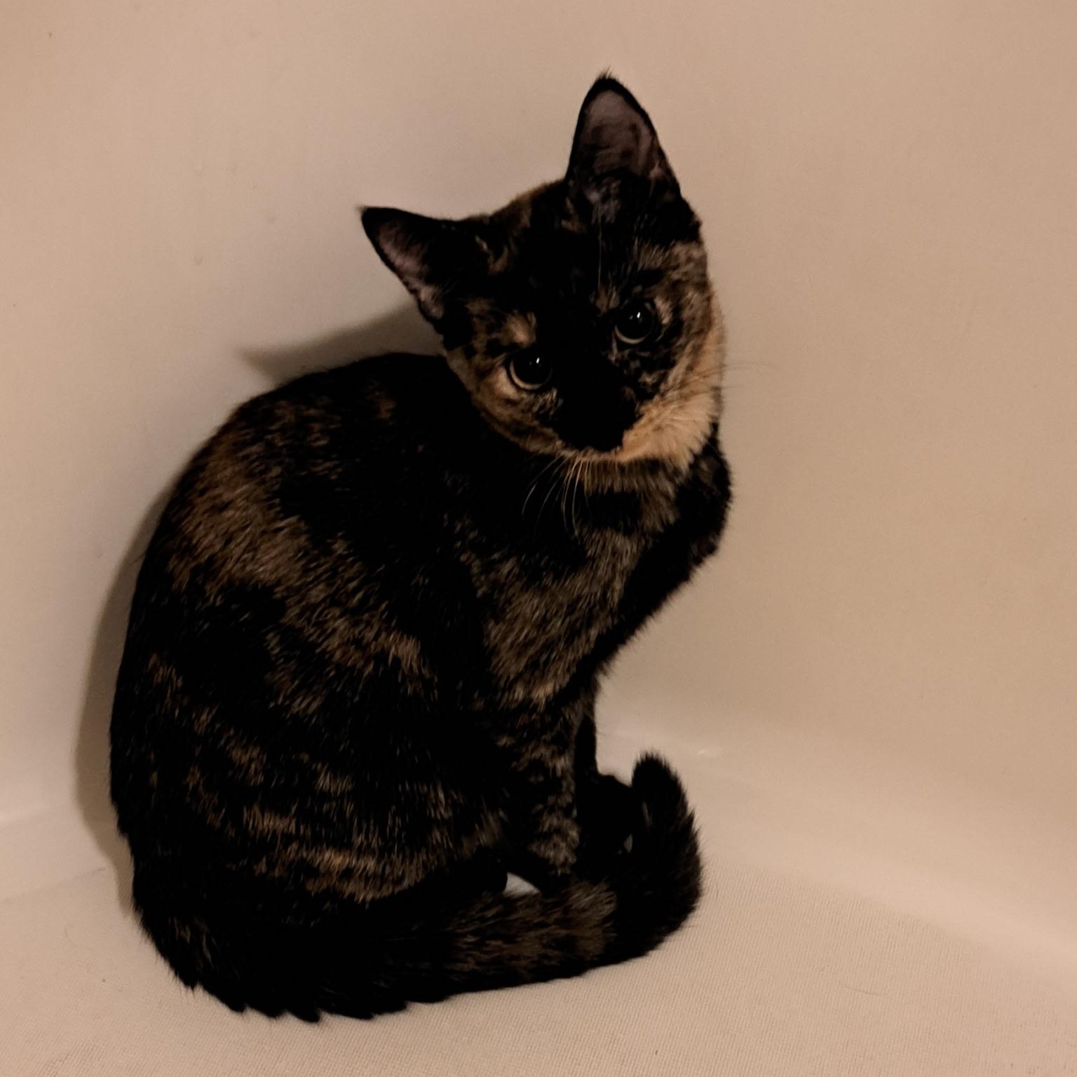Enlarge Charlotte, a Adoptable Tortoiseshell in Portland, OR image 1/4