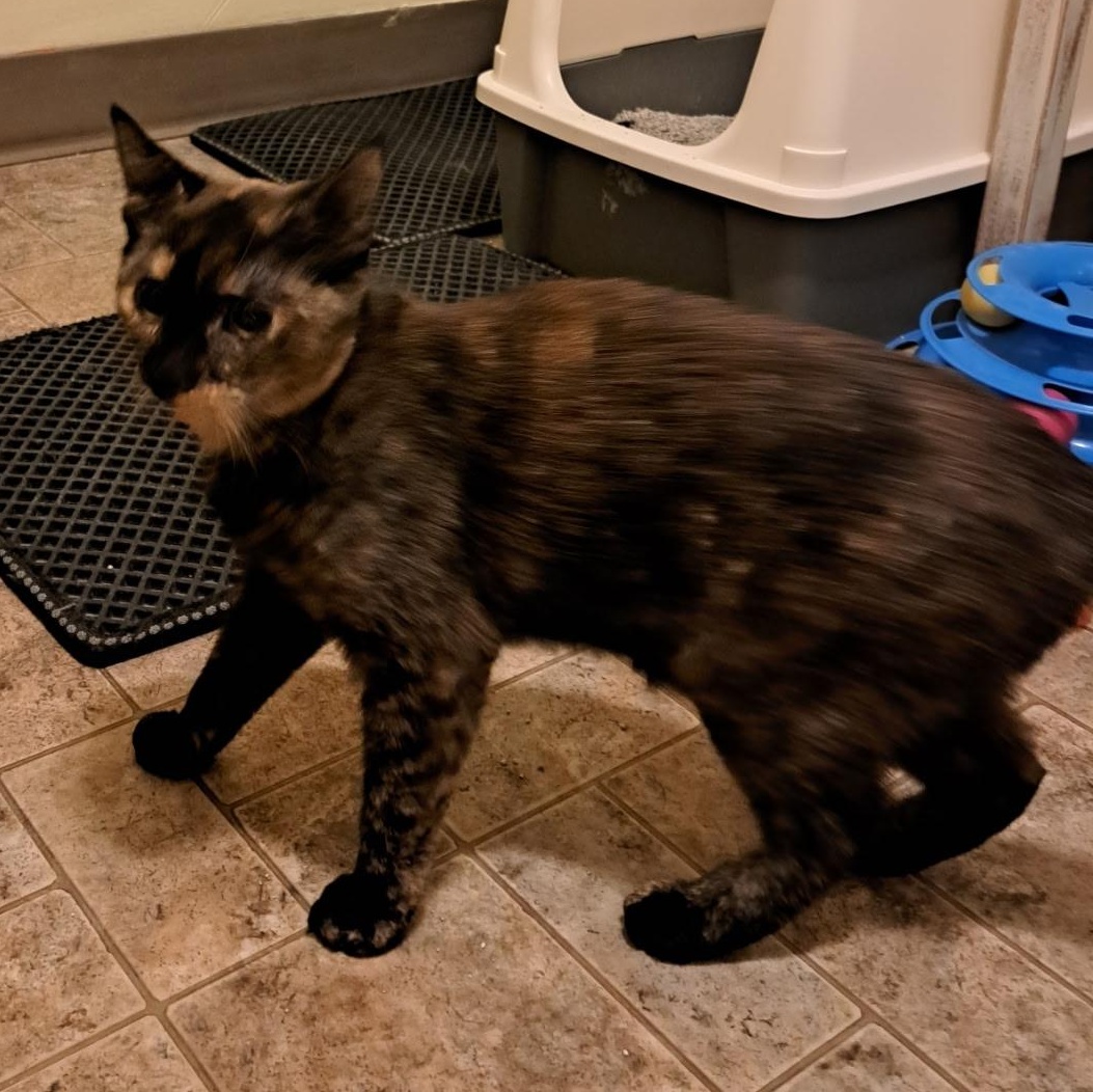 Enlarge Charlotte, a Adoptable Tortoiseshell in Portland, OR image 3/4