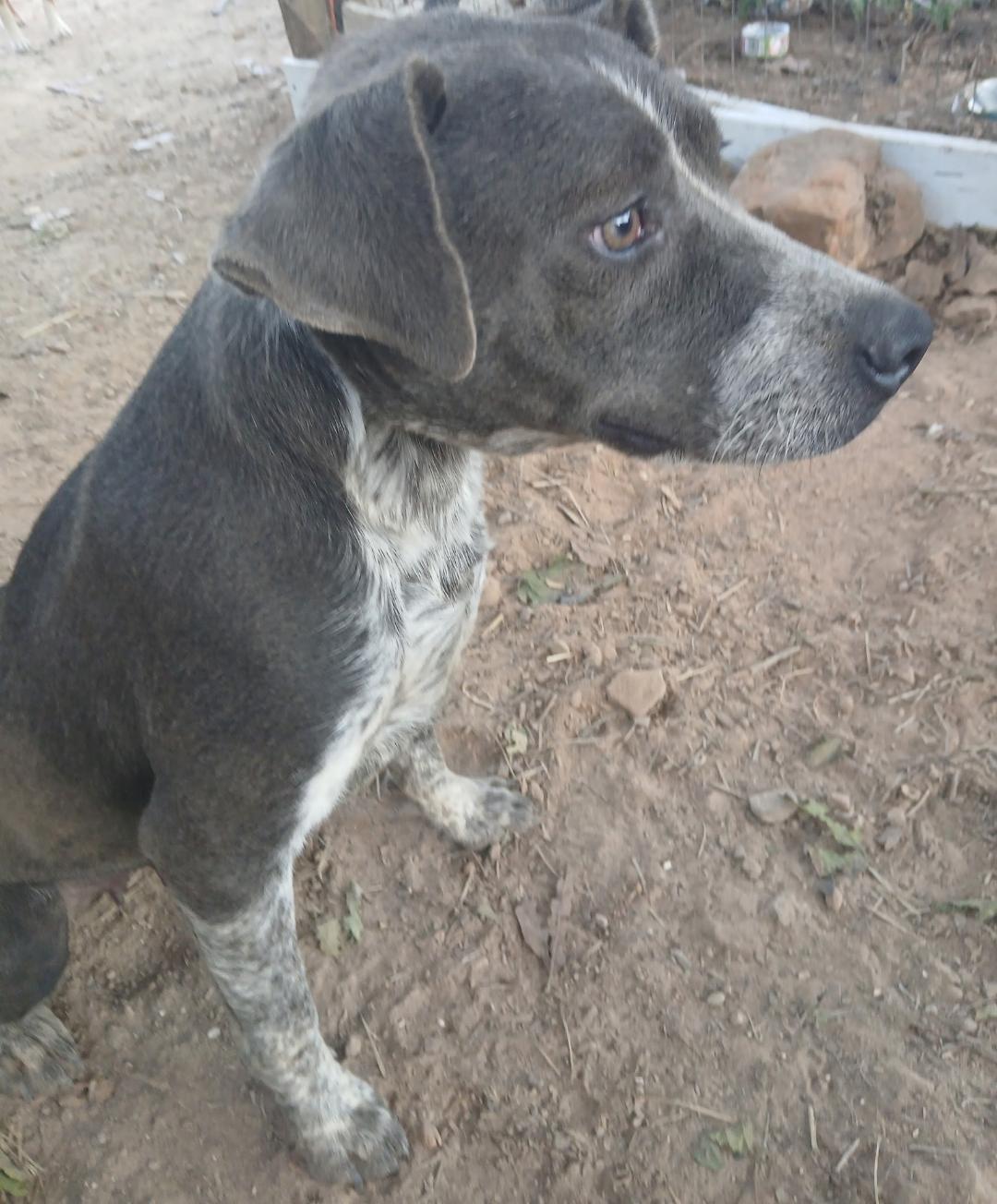Enlarge Twister, a Adoptable mixed breed in Mena, AR image 1/2