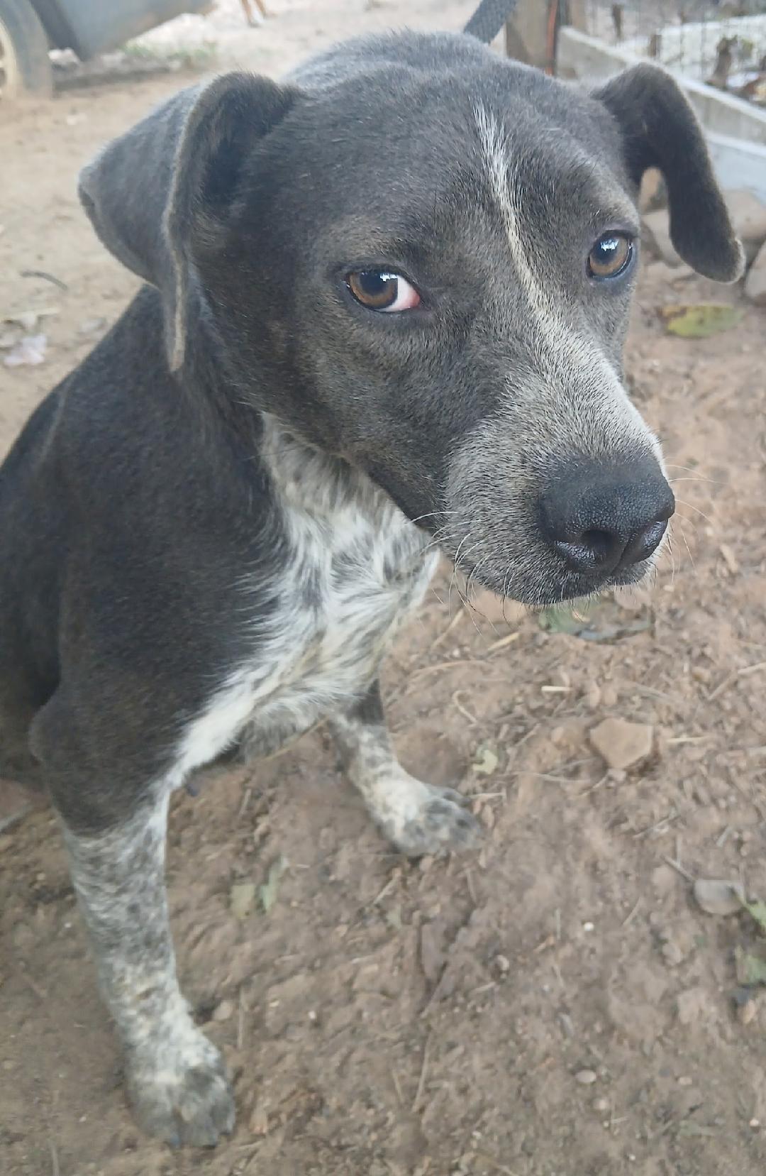 Enlarge Twister, a Adoptable mixed breed in Mena, AR image 2/2