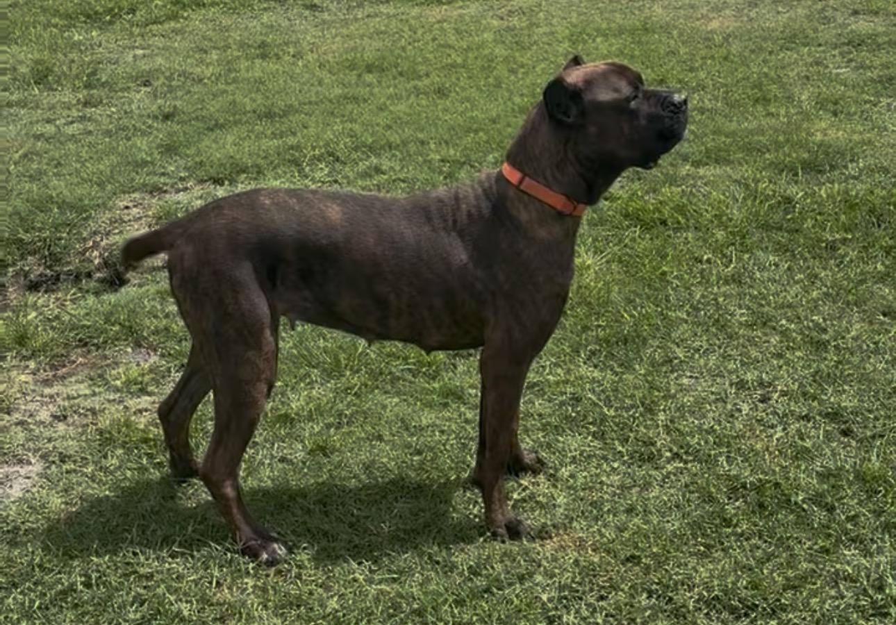 Enlarge Khaleesi, a ADOPTABLE mixed breed in Port Saint Lucie, FL image 3/3