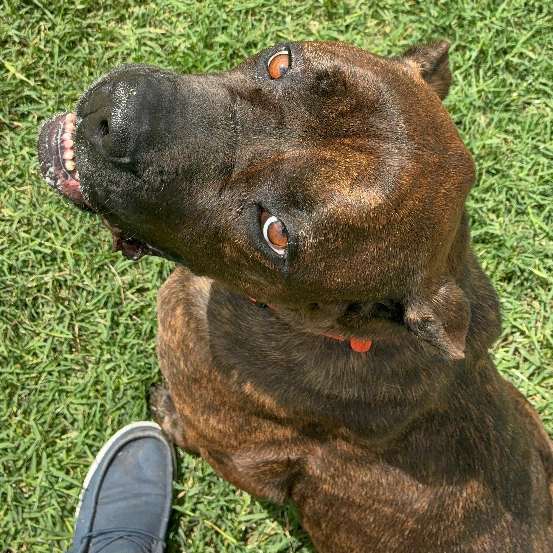 Enlarge Khaleesi, a ADOPTABLE mixed breed in Port Saint Lucie, FL image 2/3