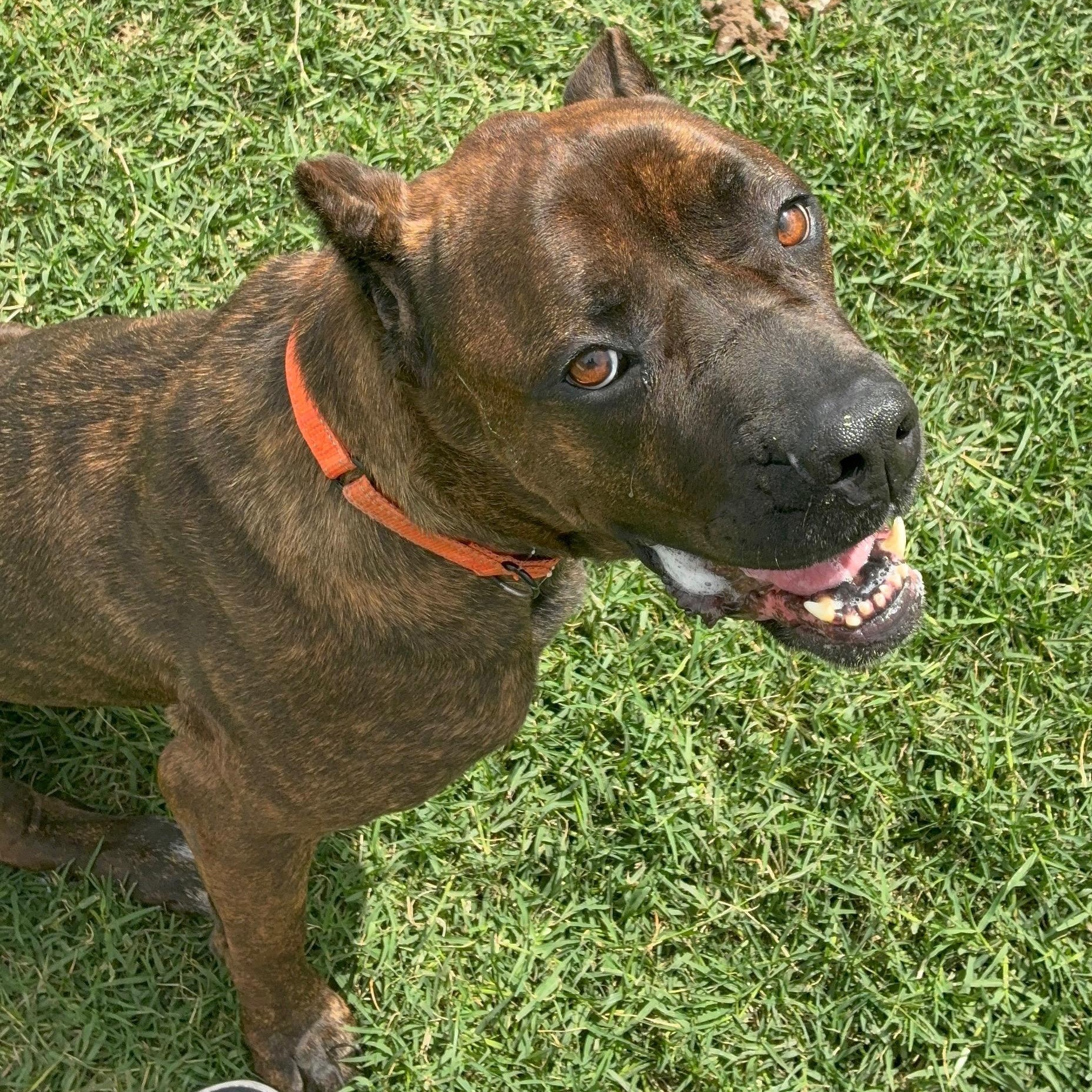 Khaleesi, ADOPTABLE, Young Female Cane Corso.